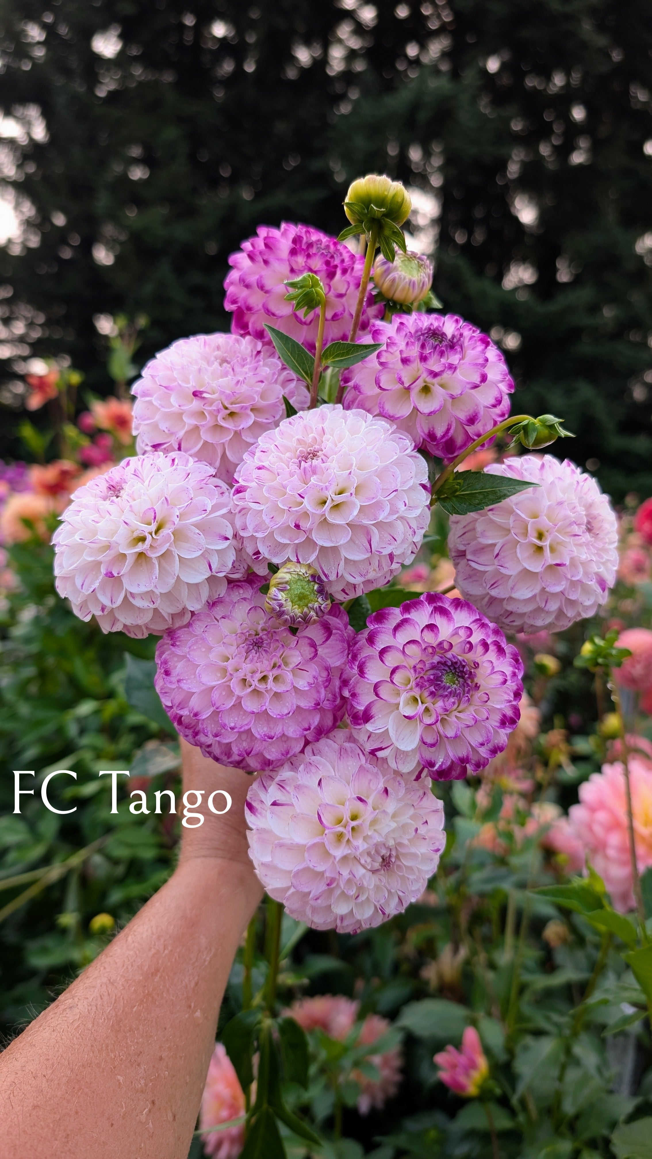 Ferncliff Tango