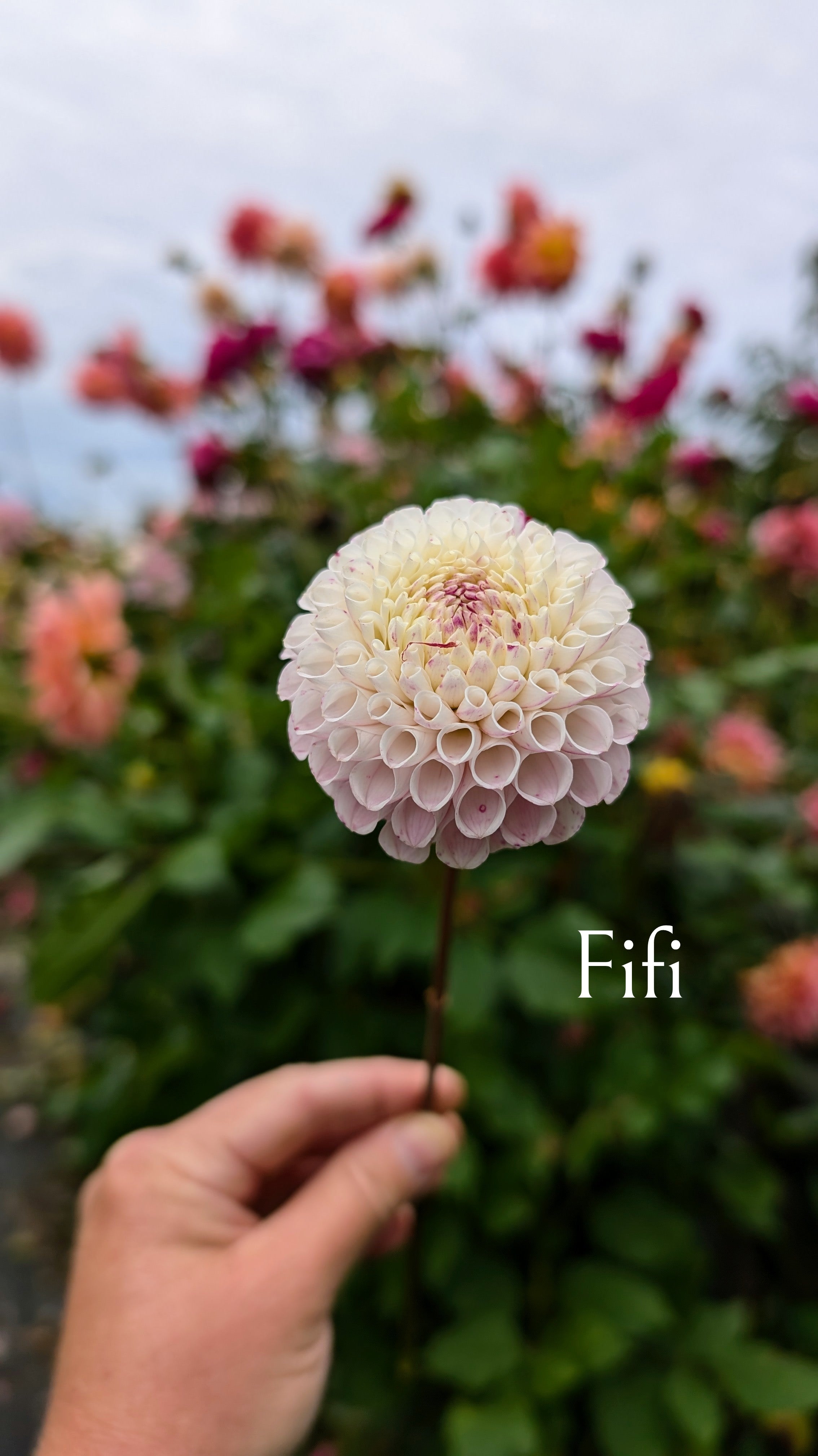 Fifi