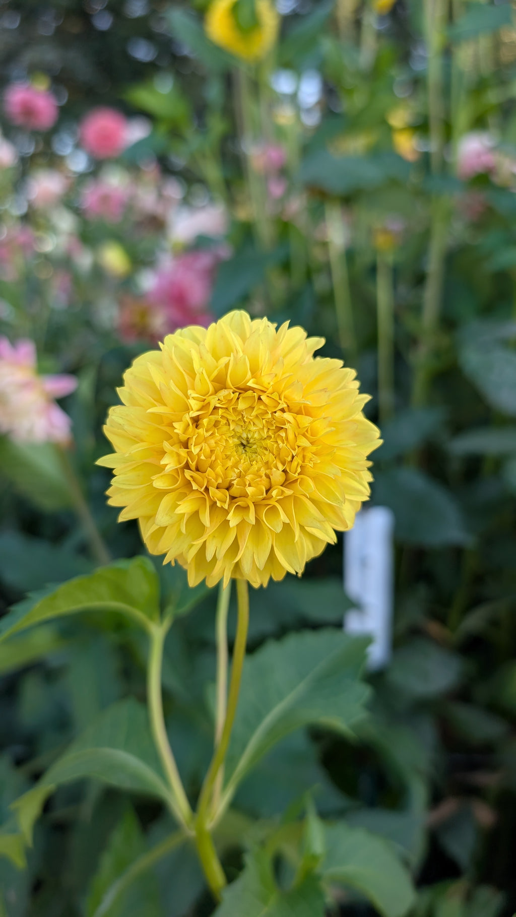 Florelie Dandelion