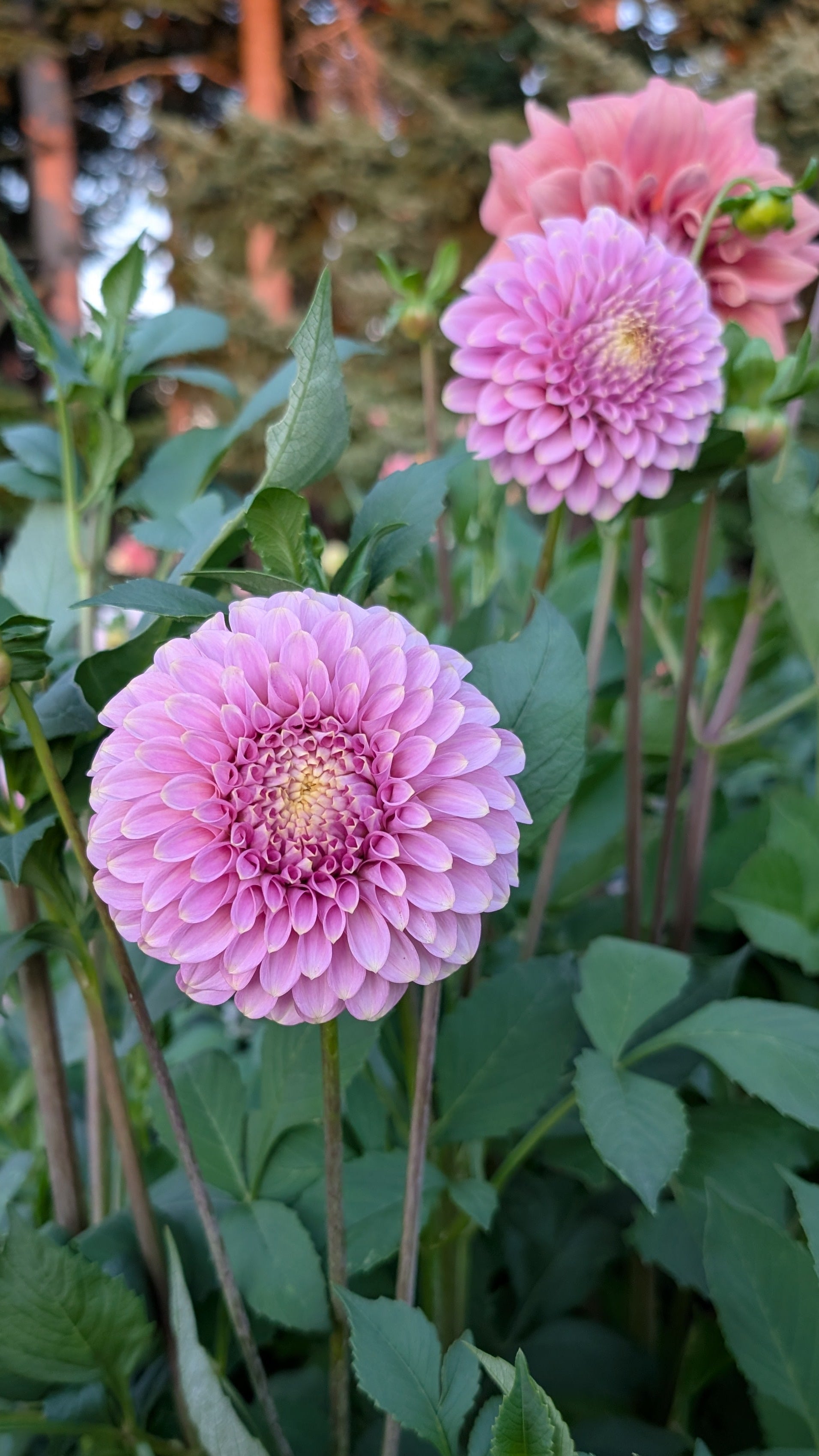 Florelie Oracle