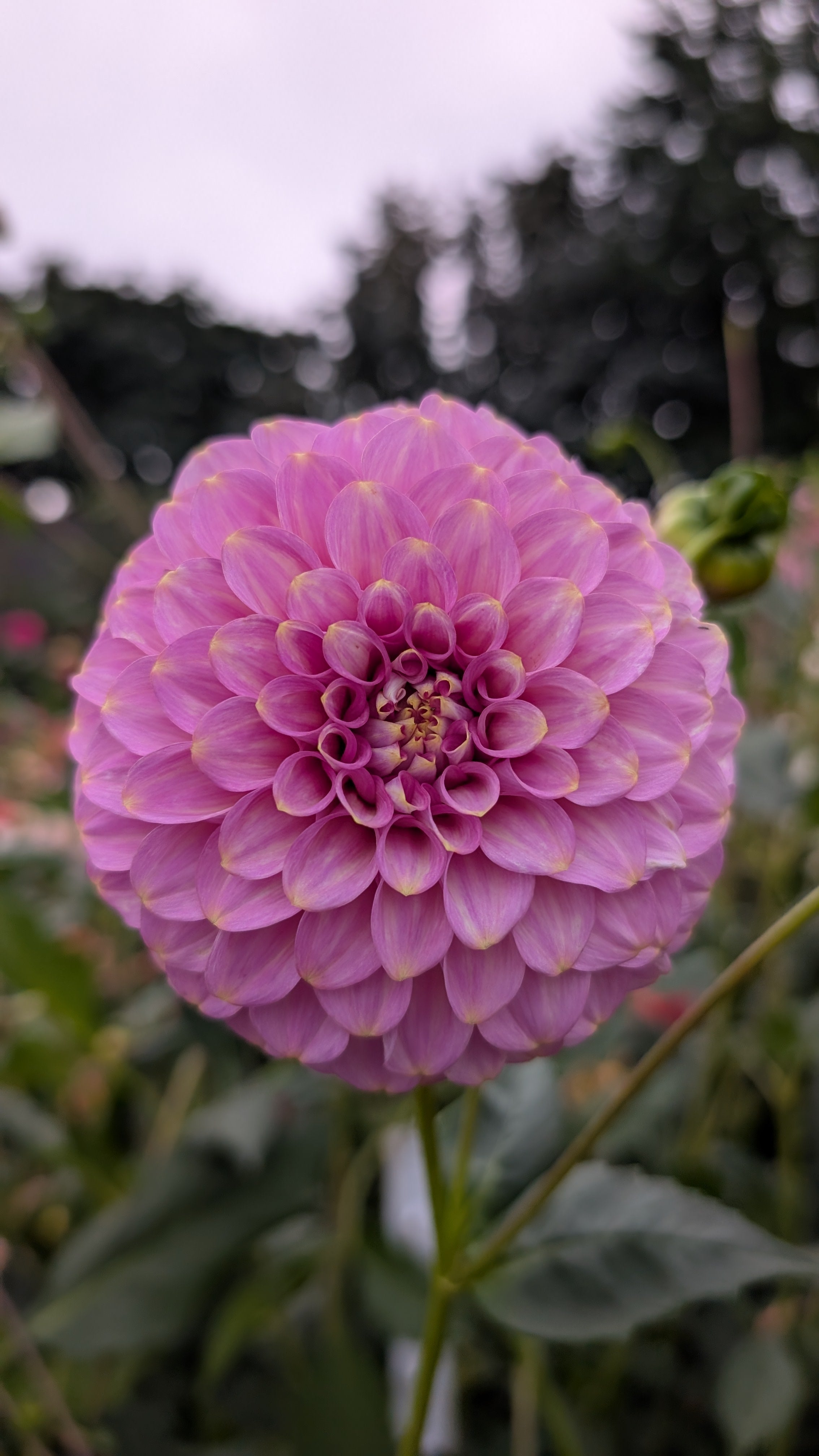 Florelie Oracle