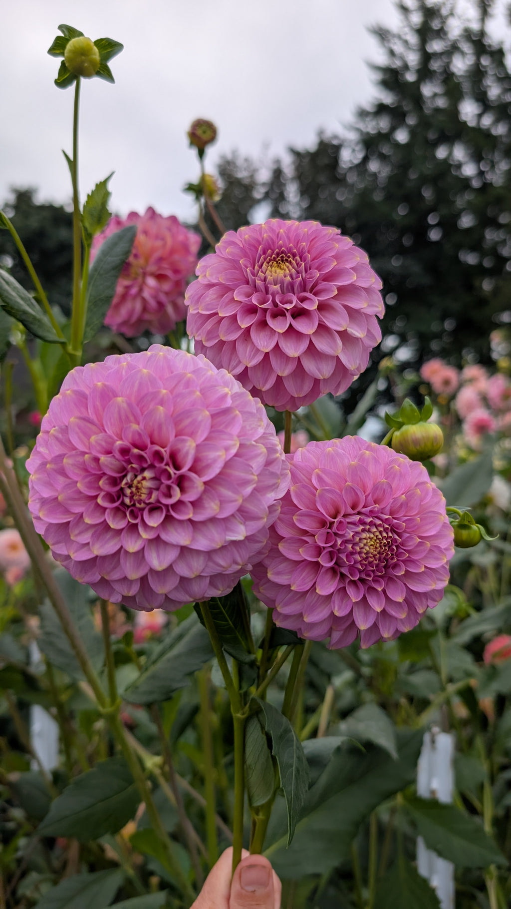 Florelie Oracle