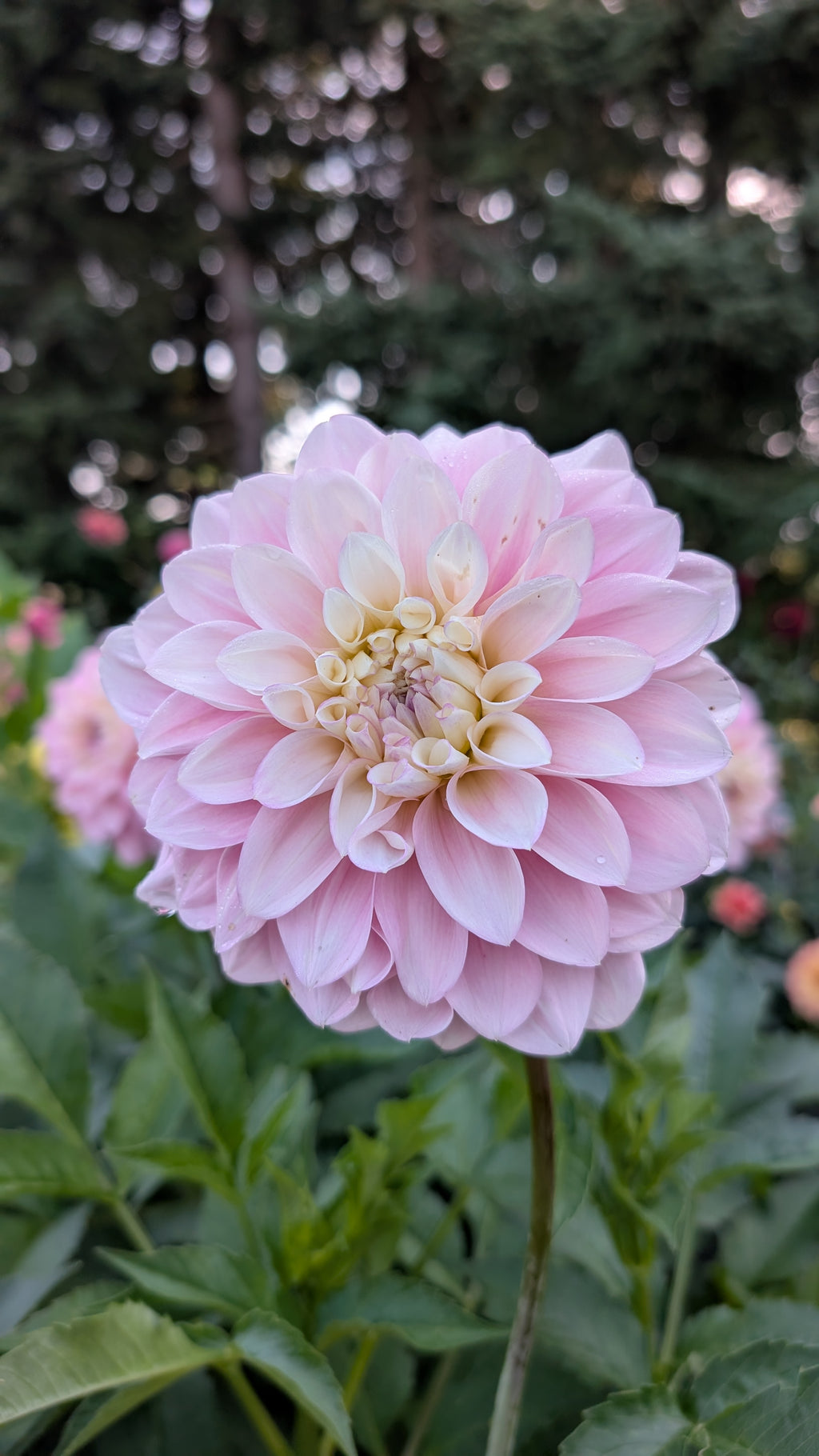 Florelie Pirouette