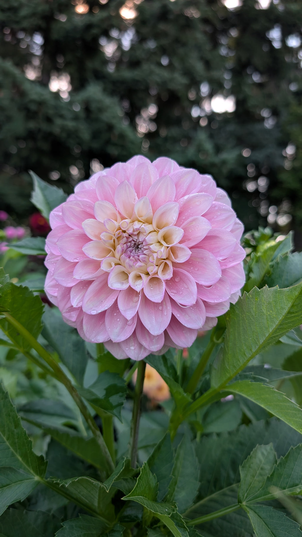 Florelie Pirouette