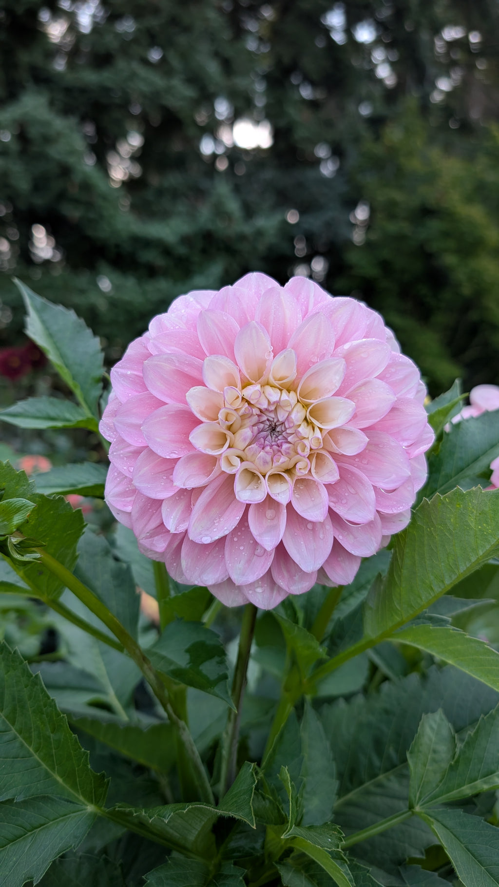 Florelie Pirouette