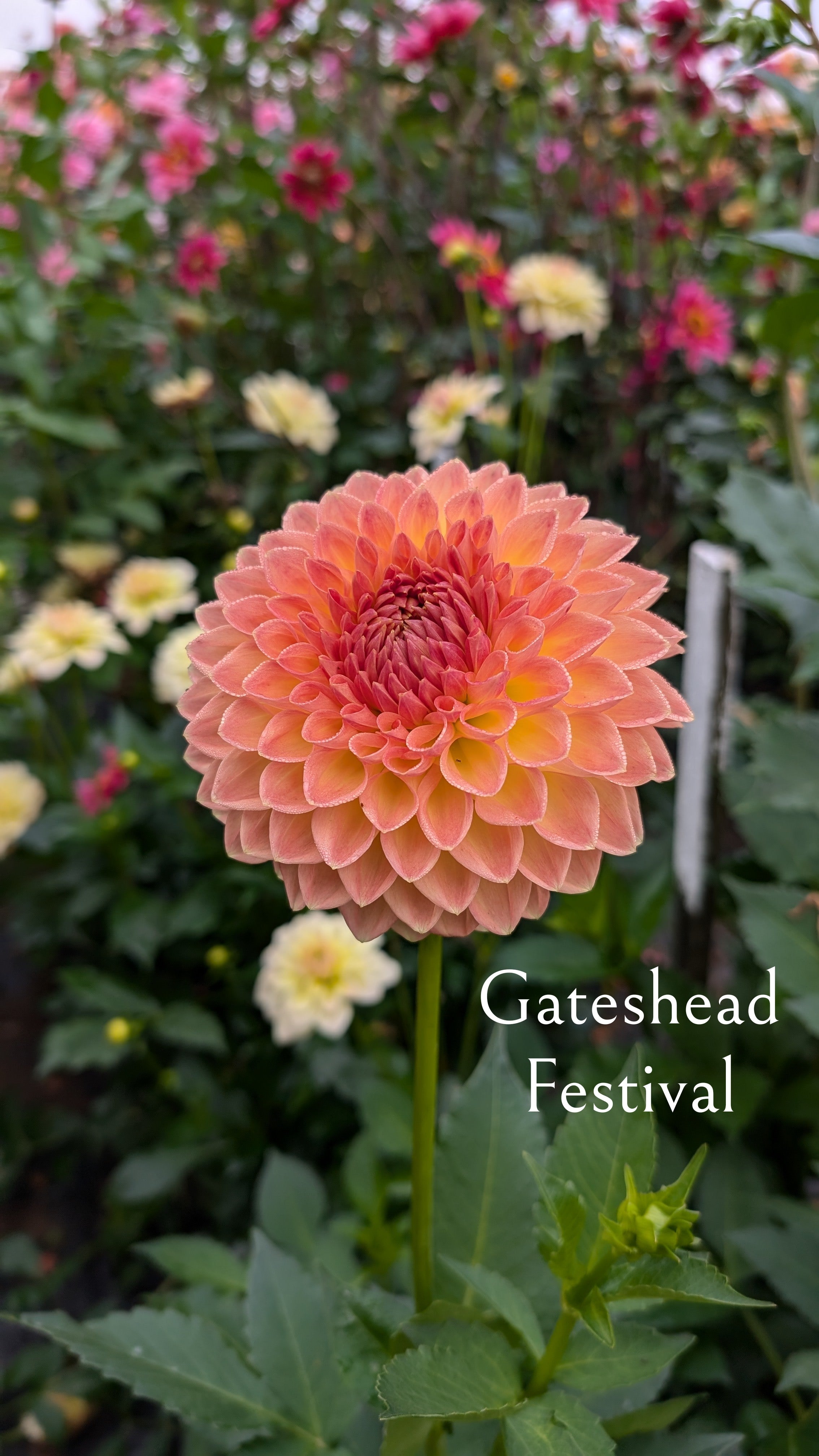 Gateshead Festival