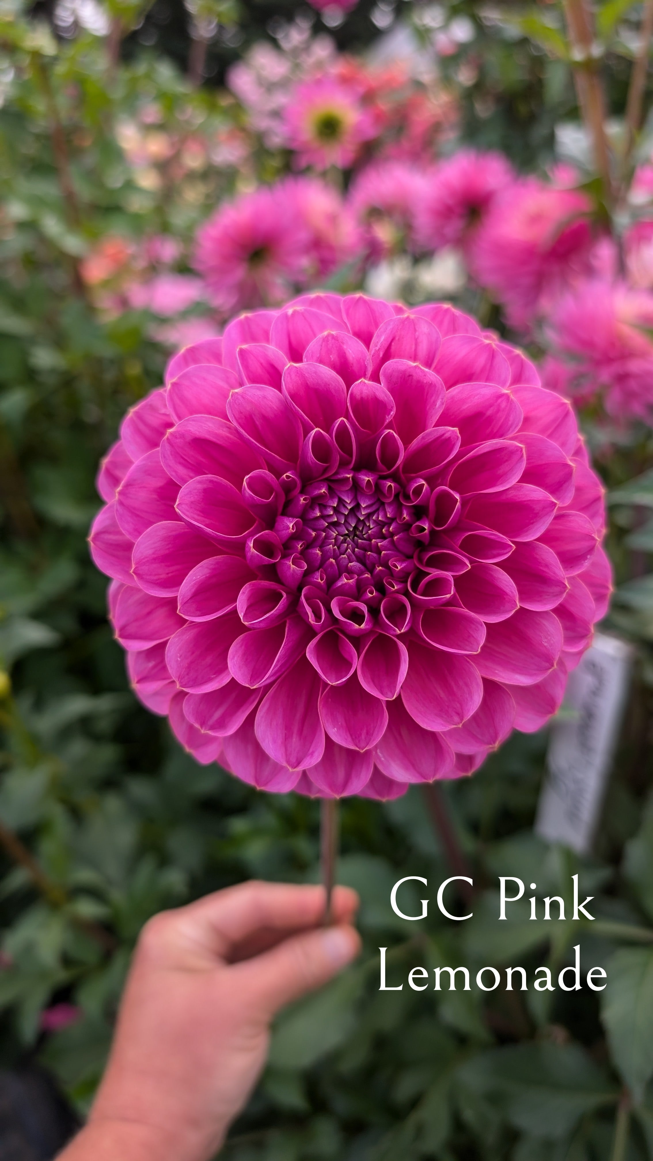 GC Pink Lemonade
