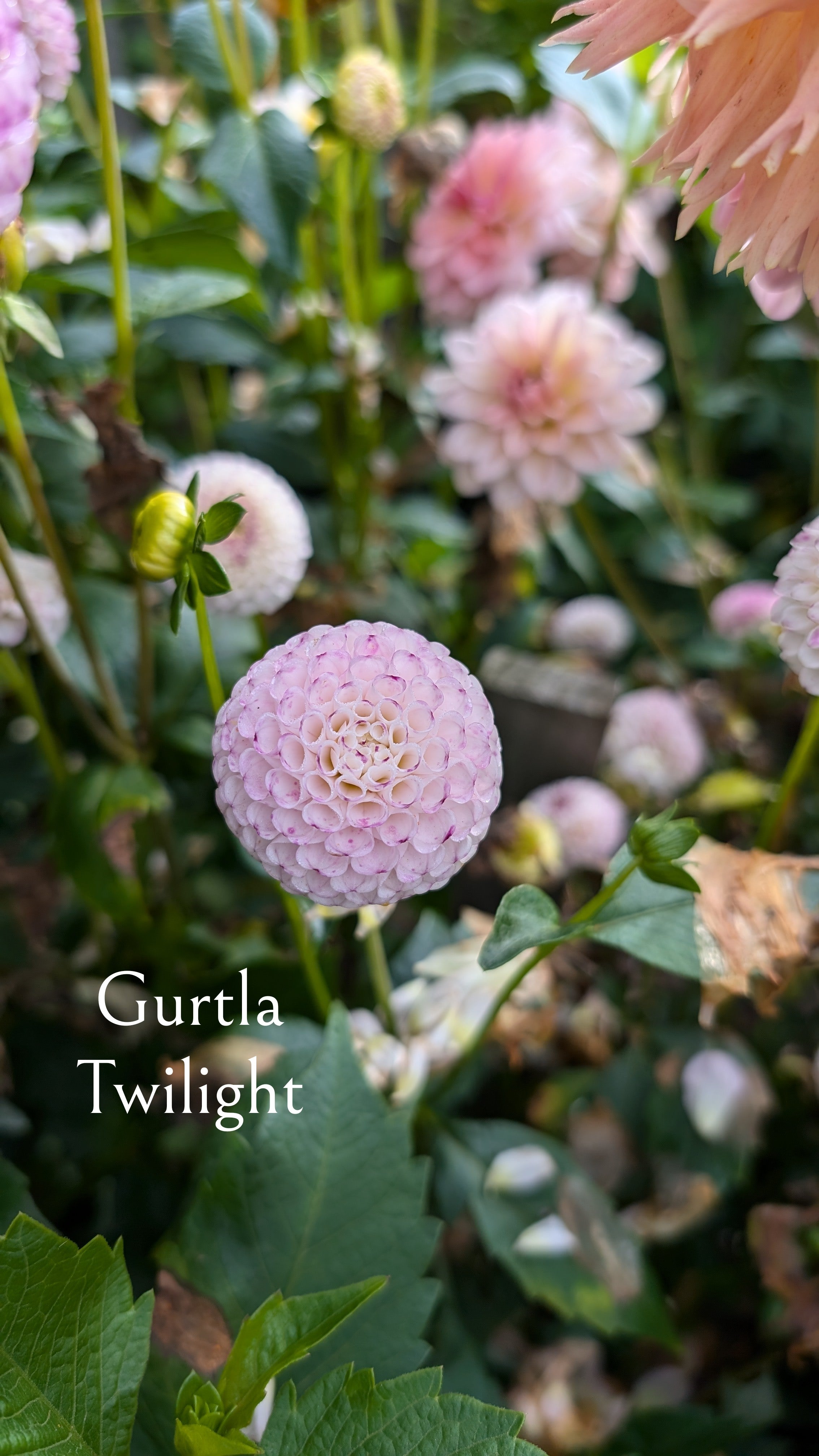 Gurtla Twilight