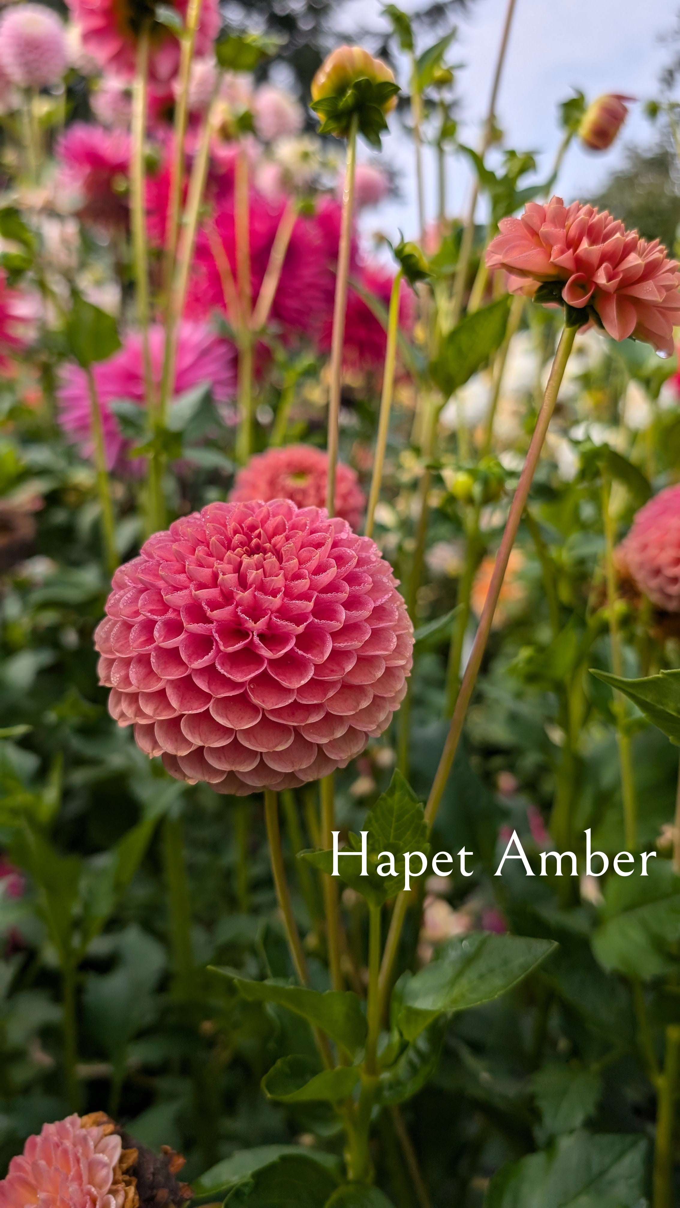 Hapet Amber