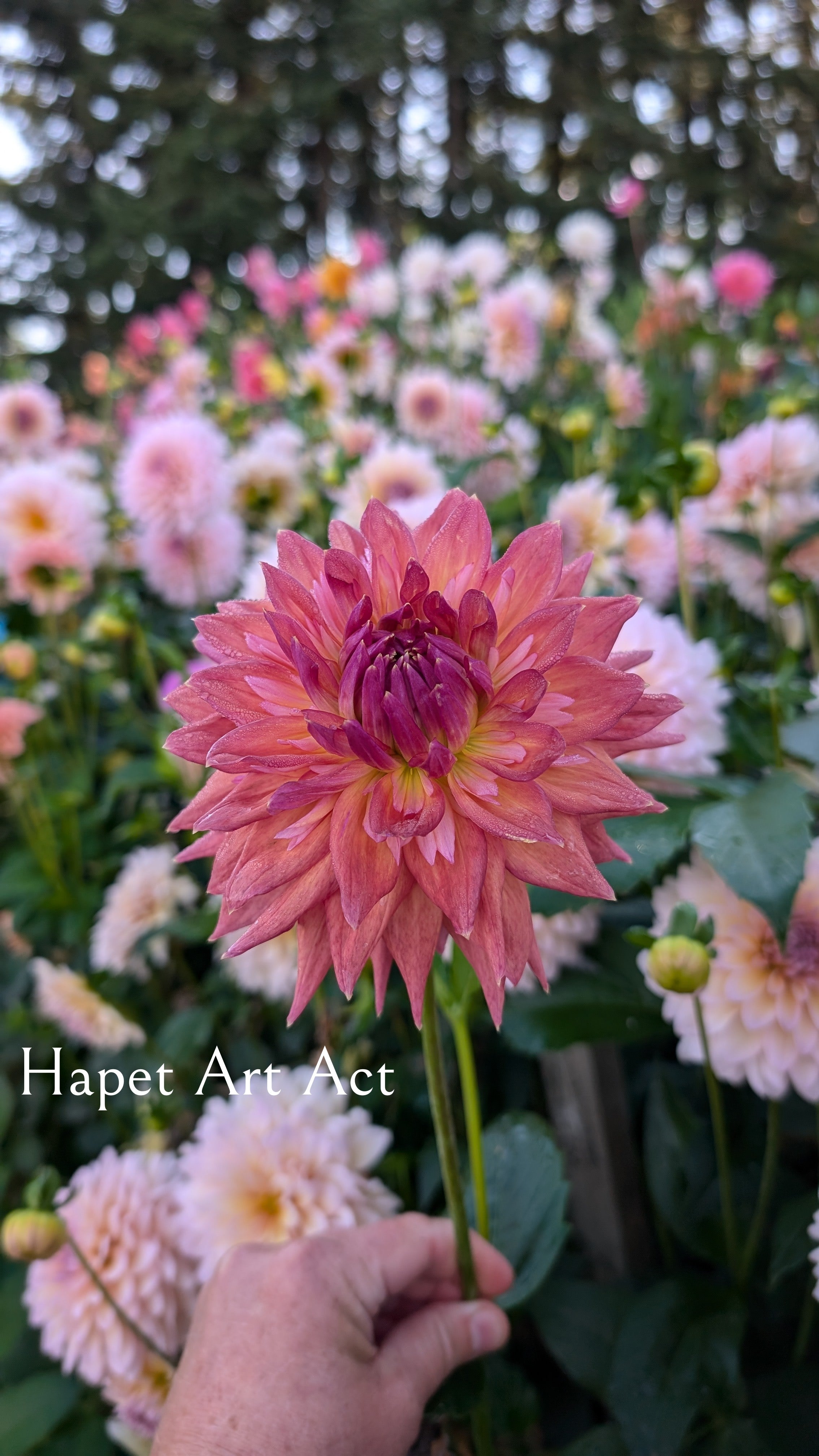 Hapet Art Act