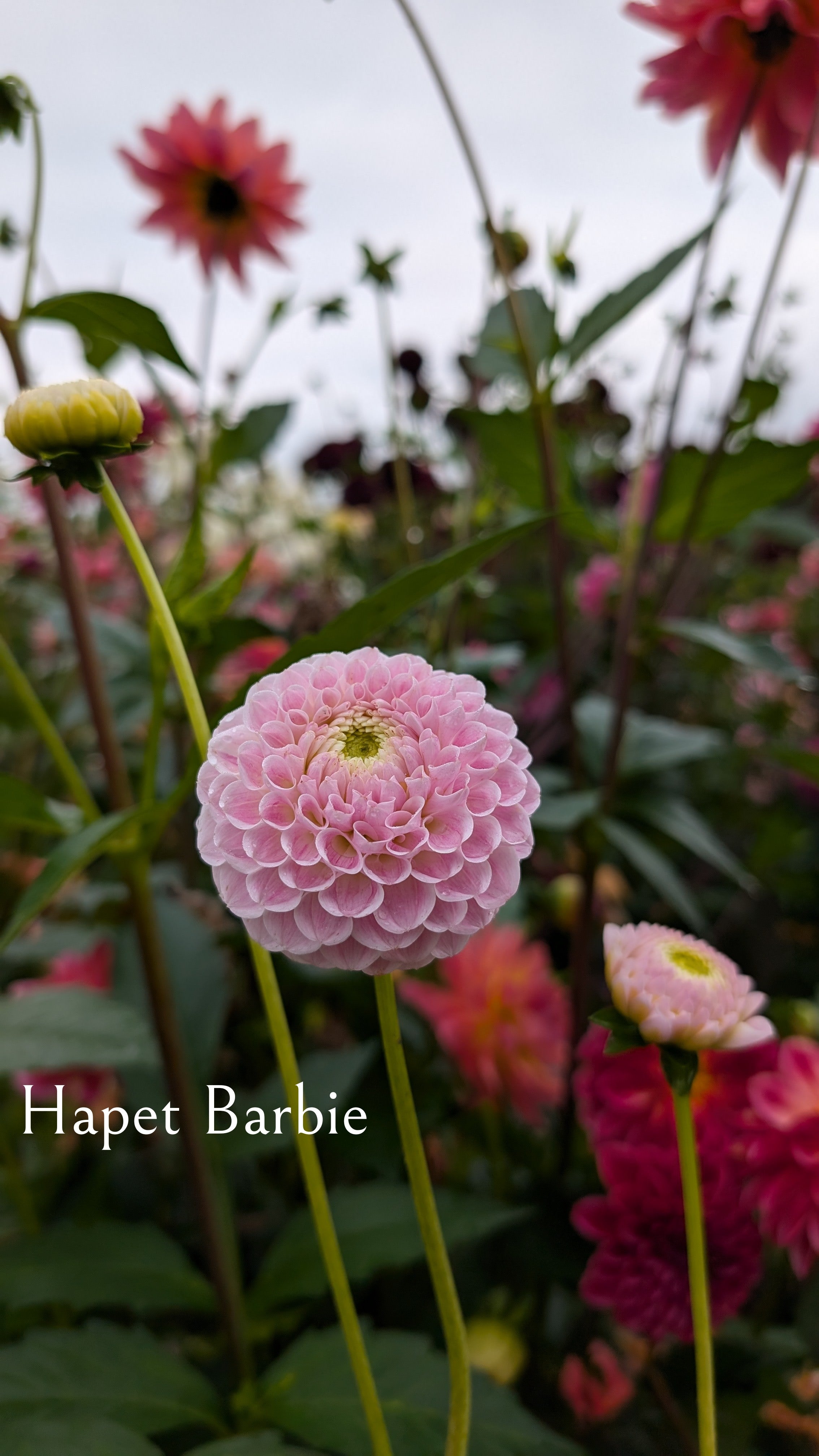 Hapet Barbie