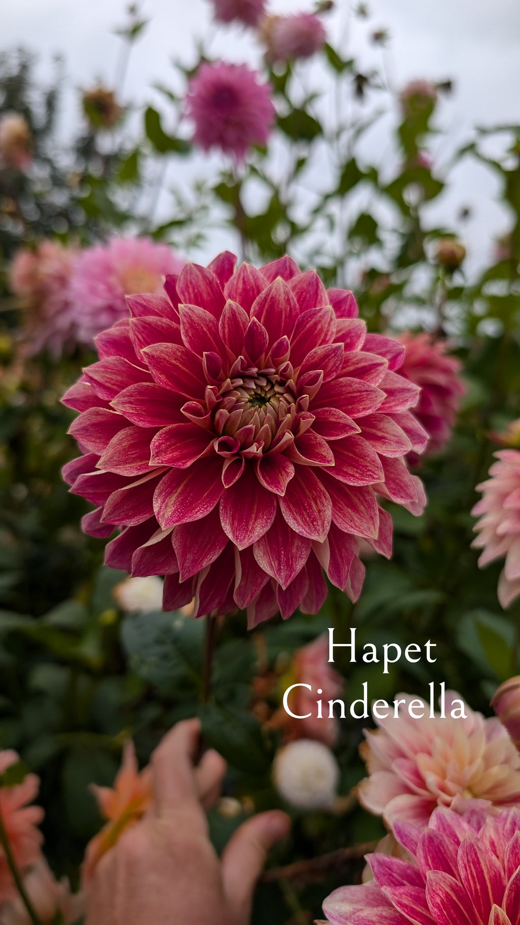 Hapet Cinderella