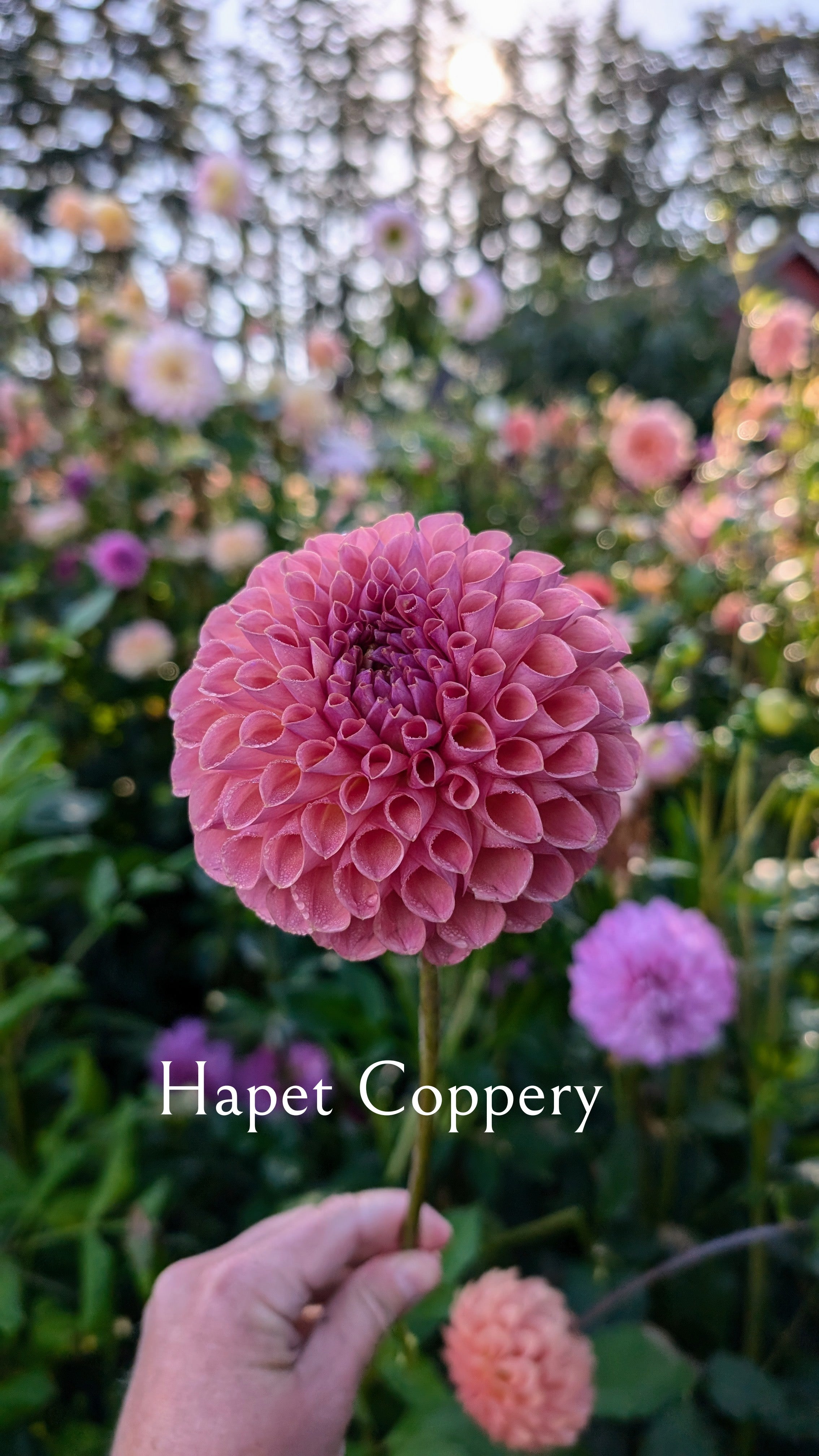 Hapet Coppery