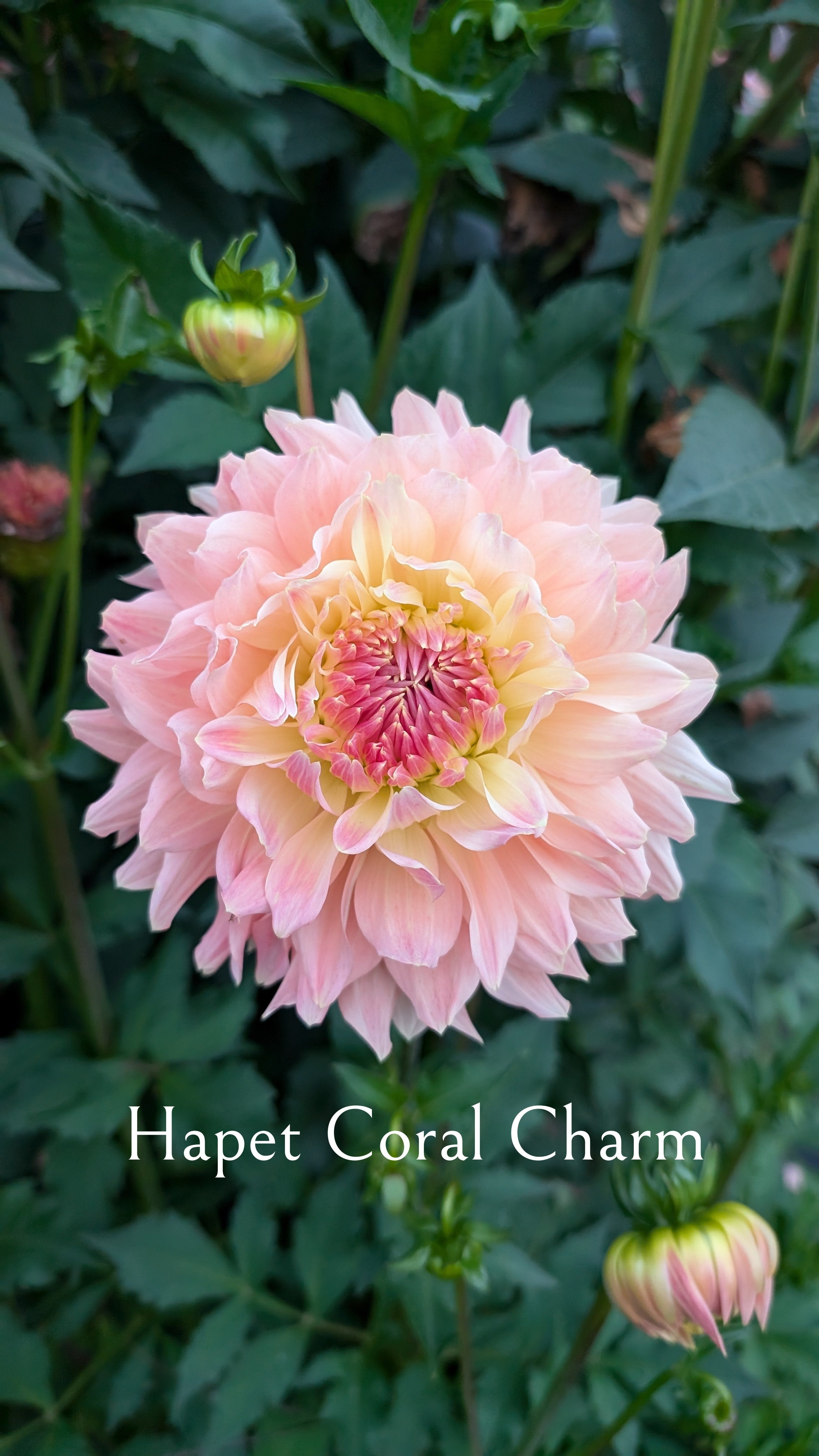 Hapet Coral Charm