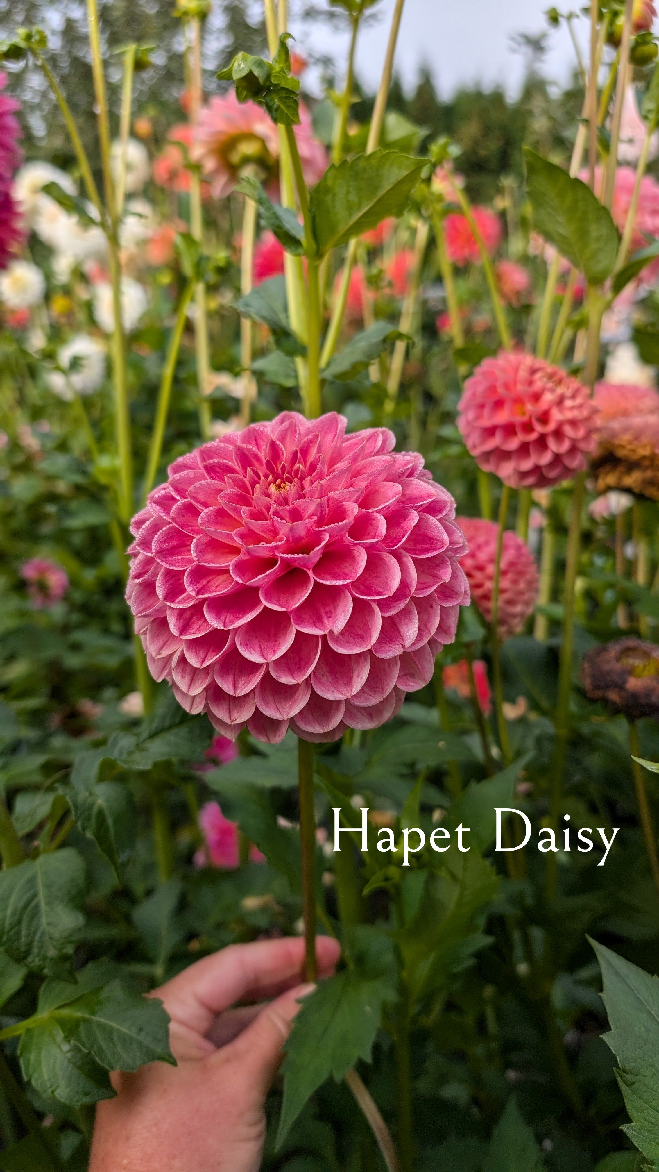 Hapet Daisy