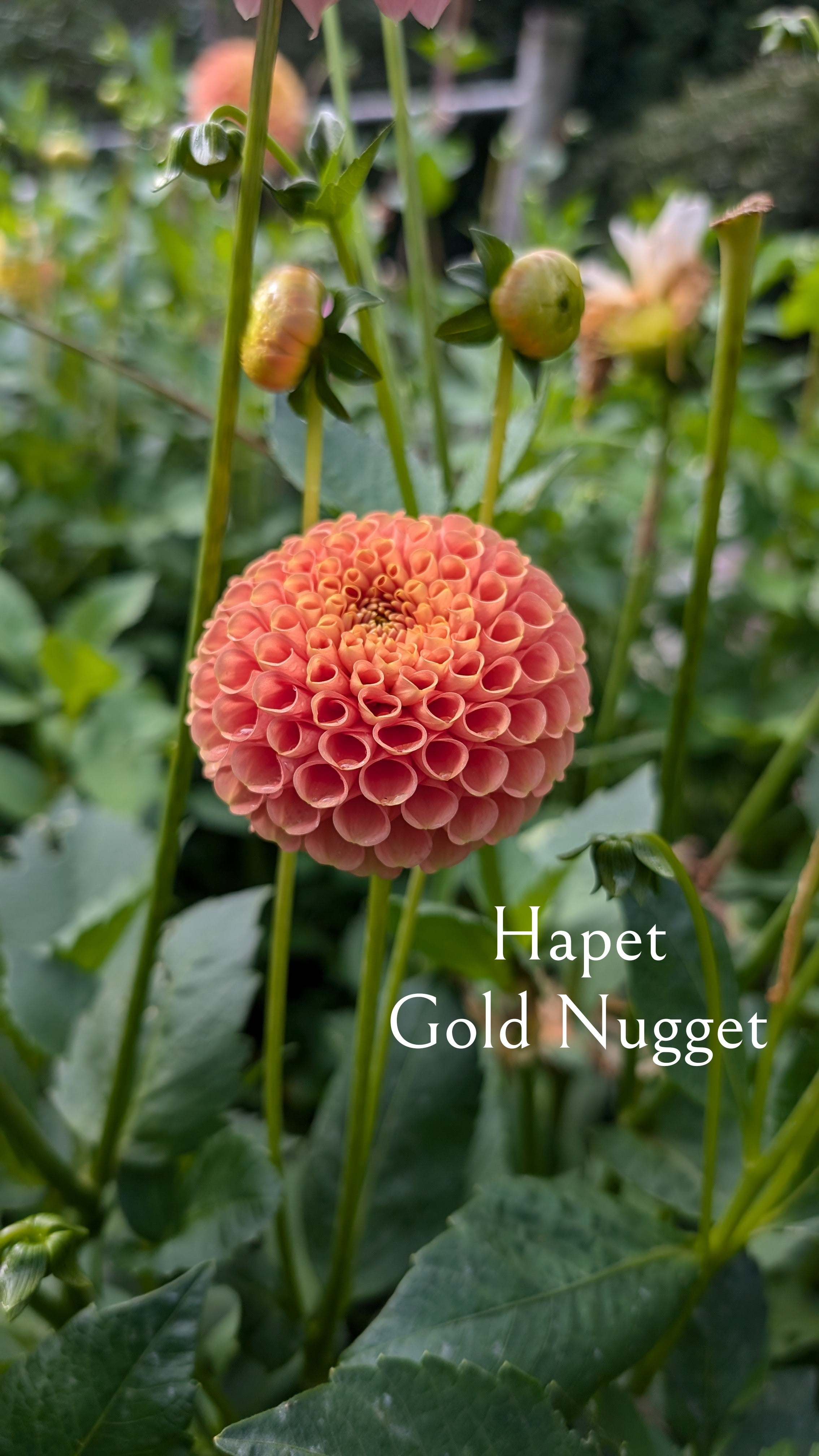 Hapet Gold Nugget