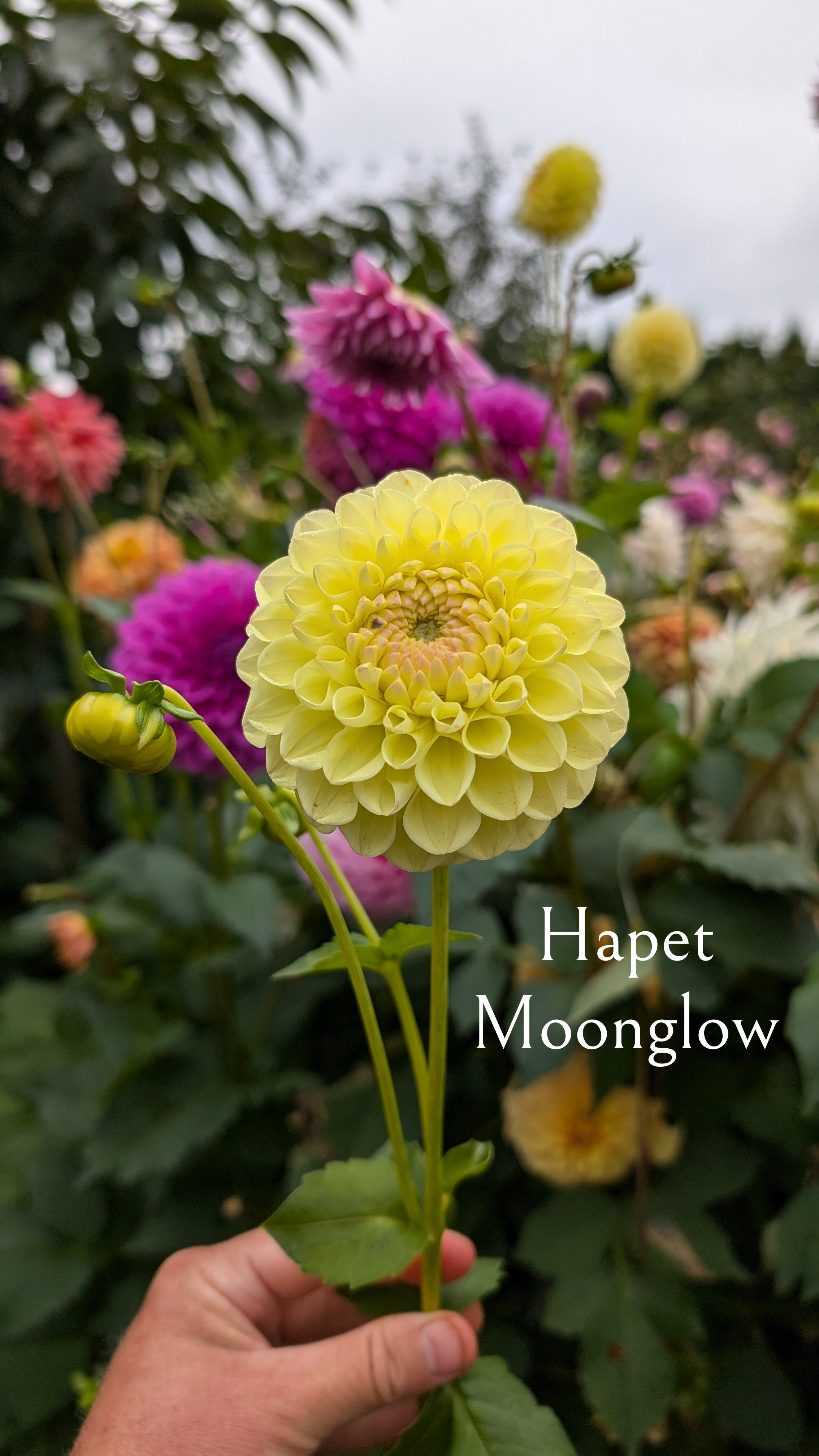 Hapet Moonglow