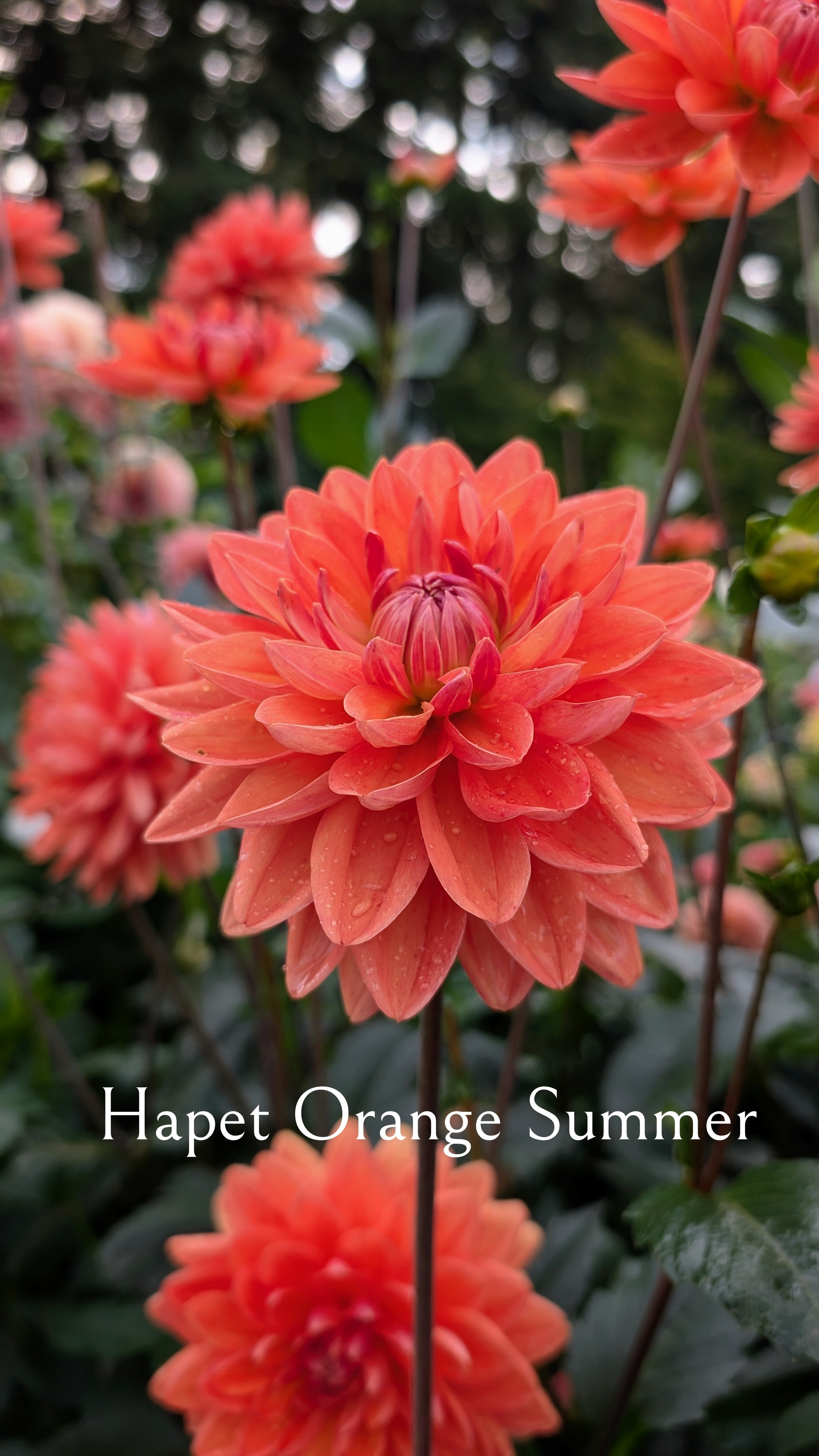 Hapet Orange Summer