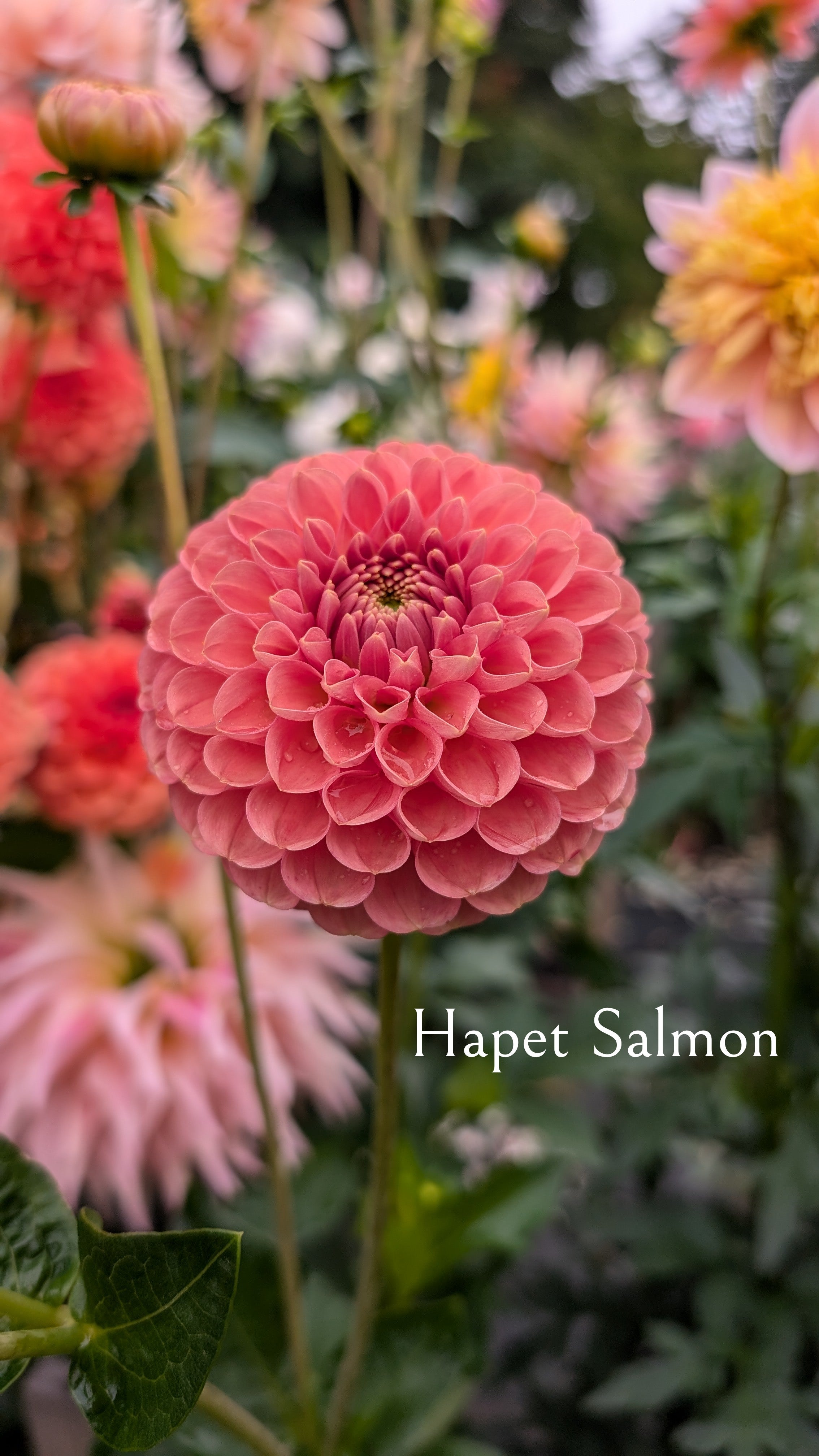 Hapet Salmon