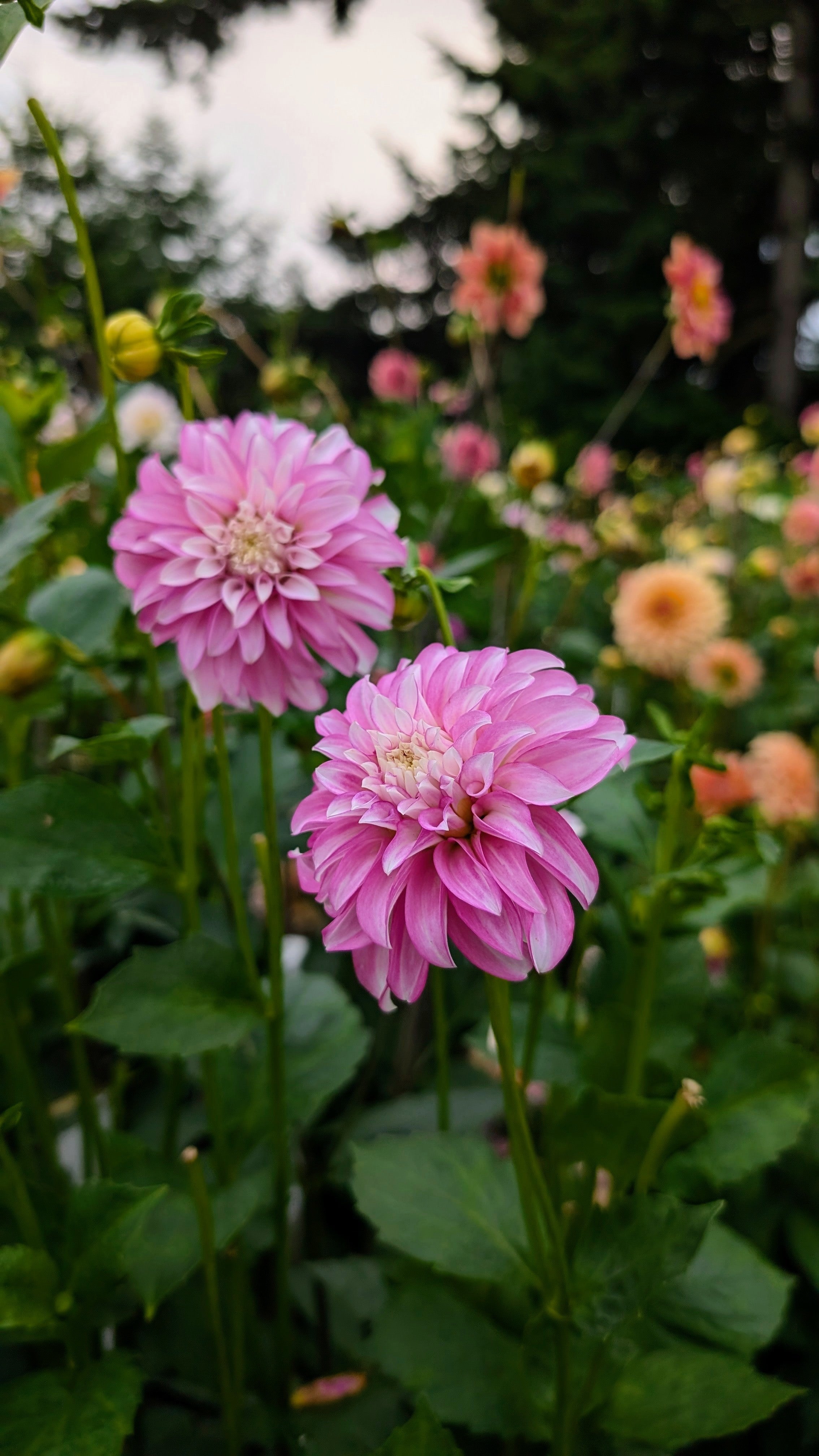 Hapet Sugarcane