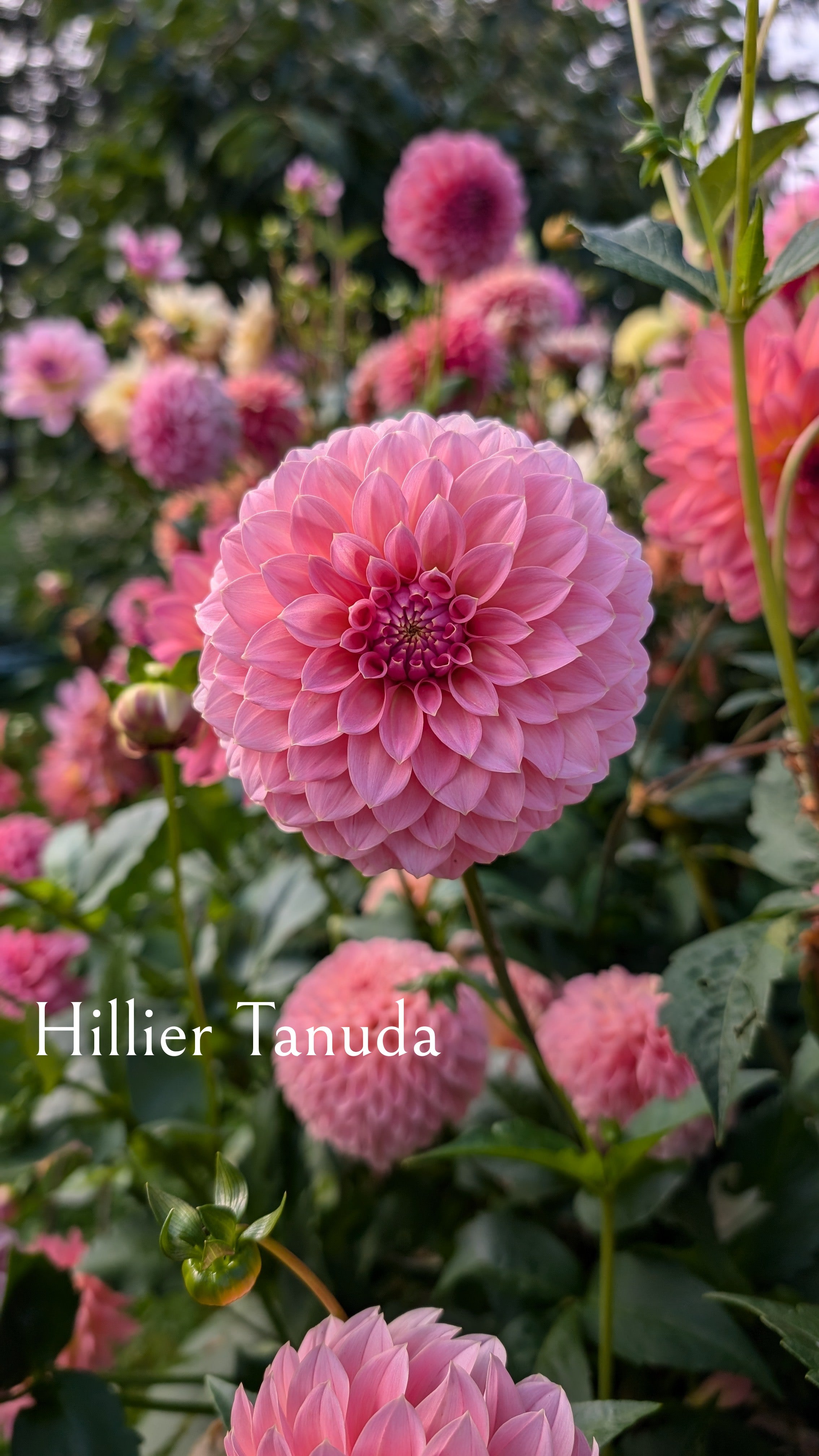 Hillier Tanunda