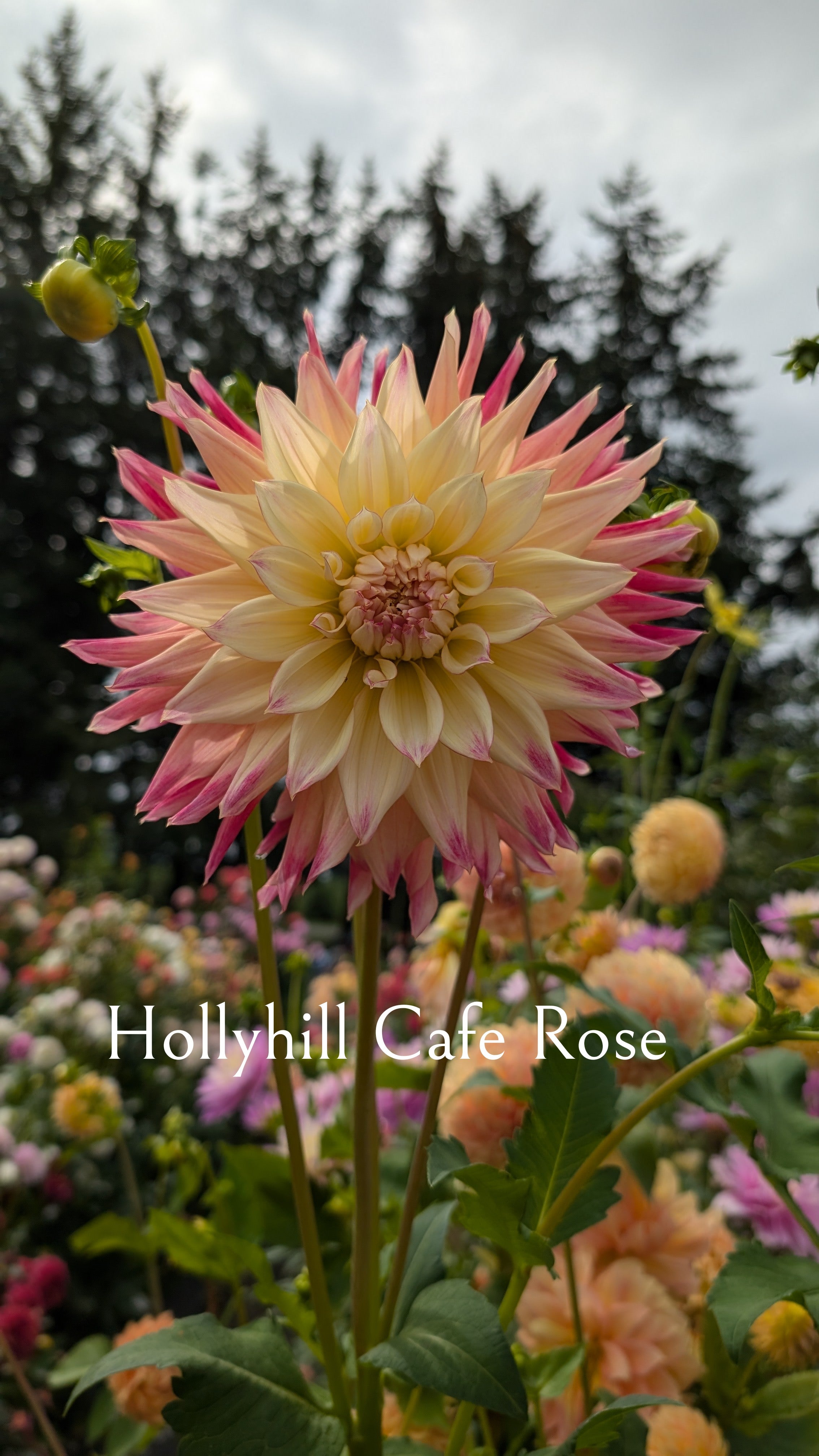 Hollyhill Cafe Rose