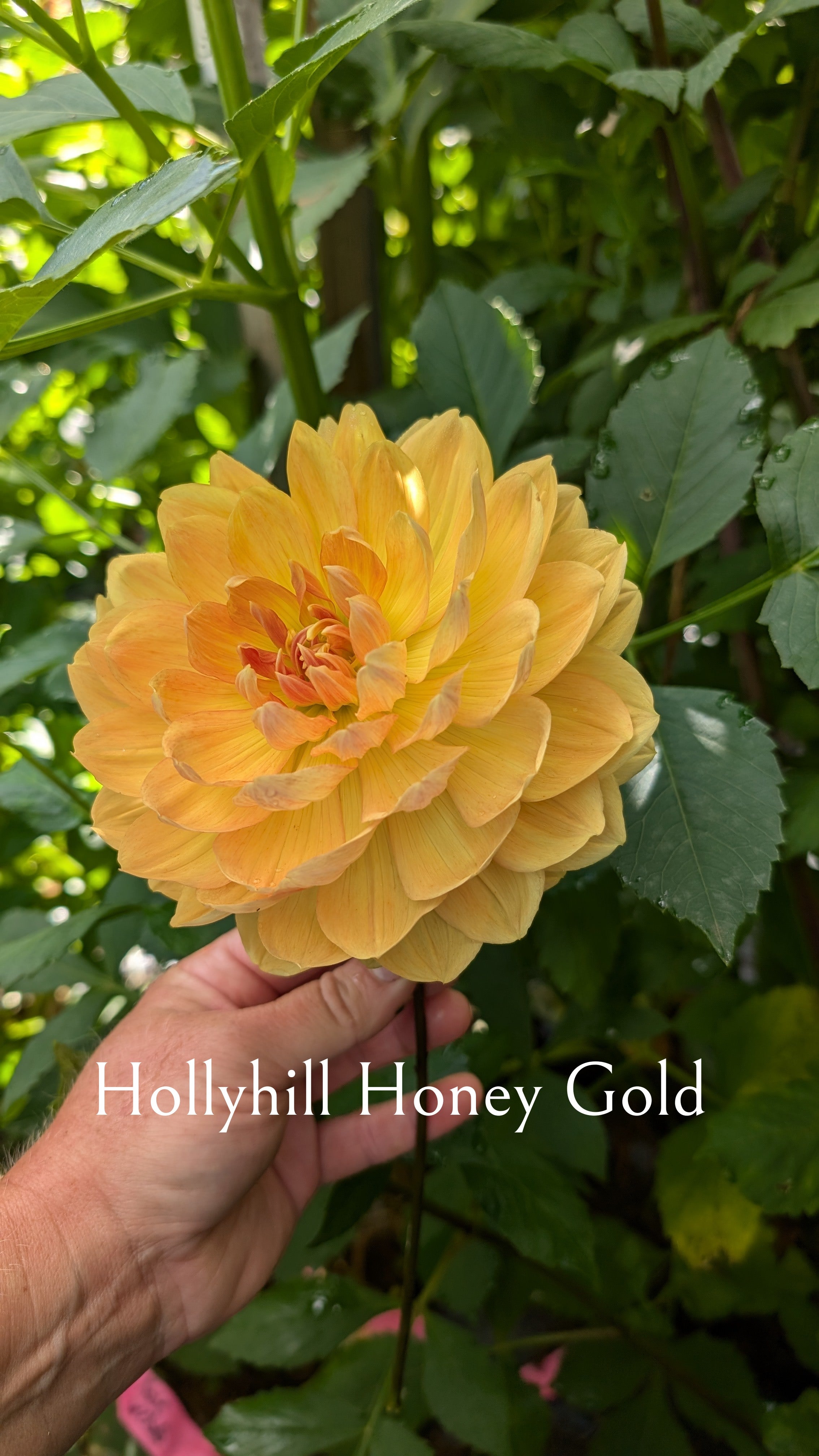 Hollyhill Honeygold