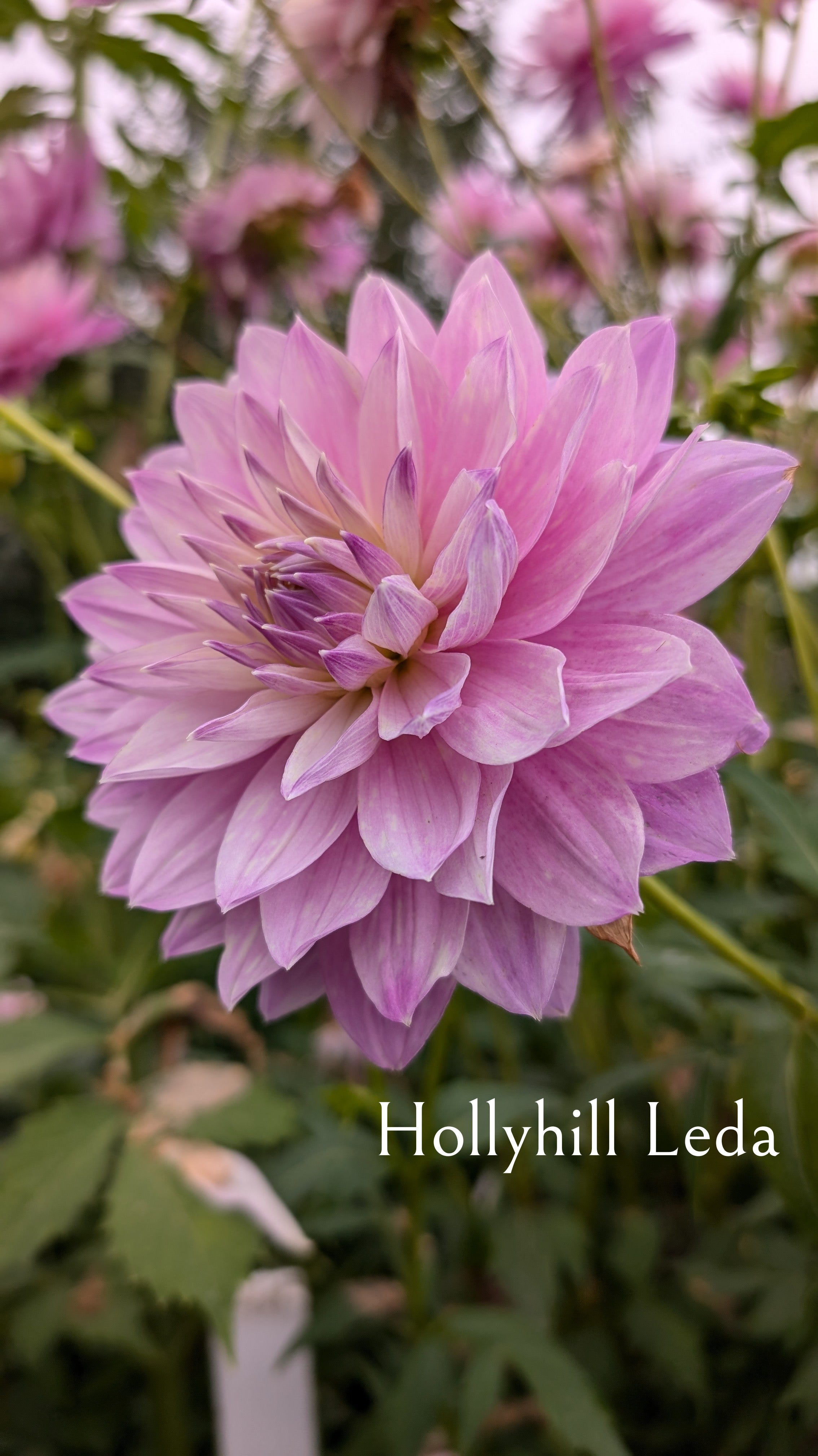 Hollyhill Leda