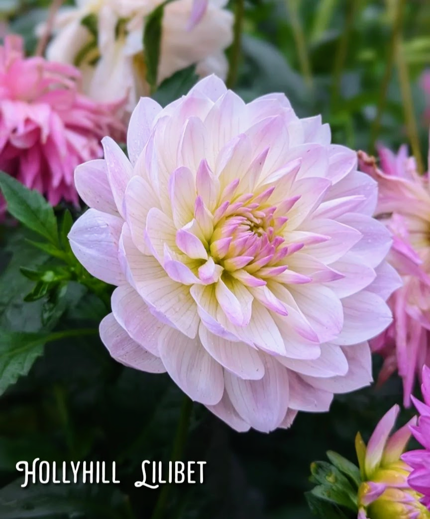 Hollyhill Lilibet