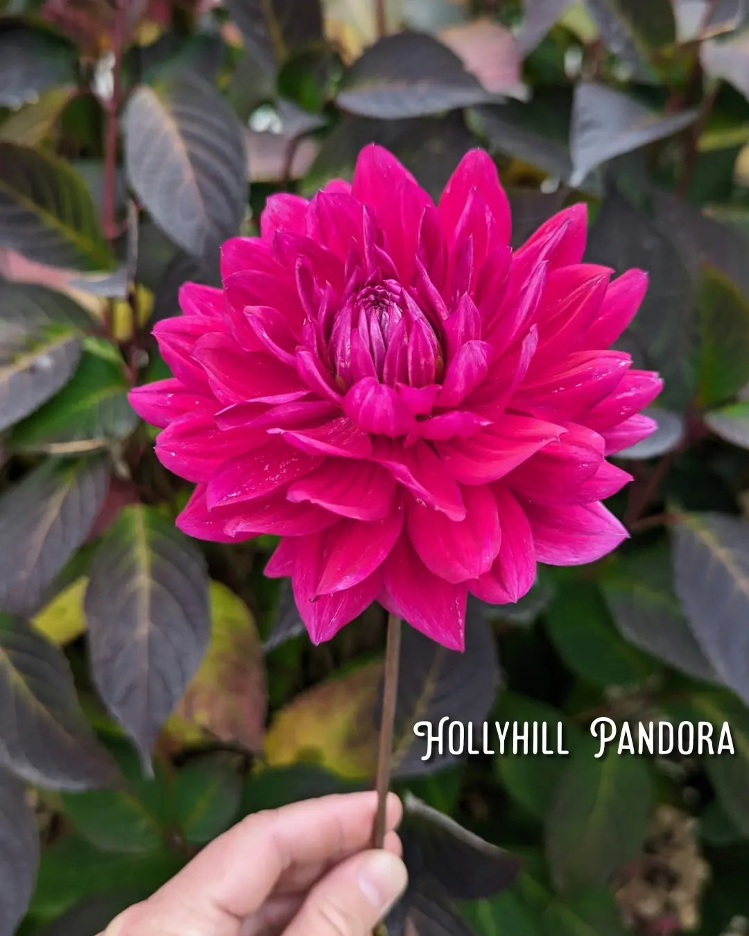 Hollyhill Pandora