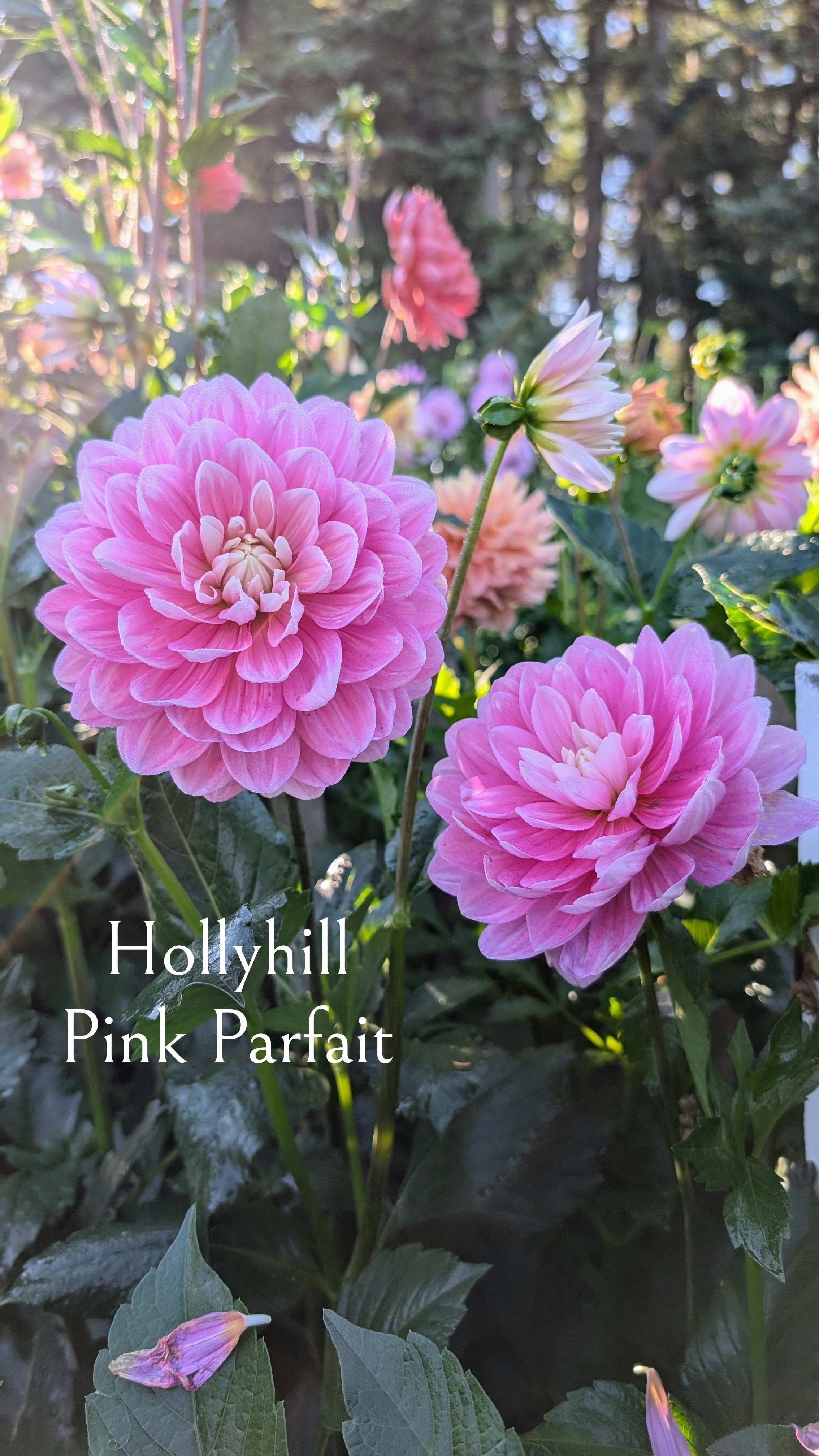 Hollyhill Pink Parfait