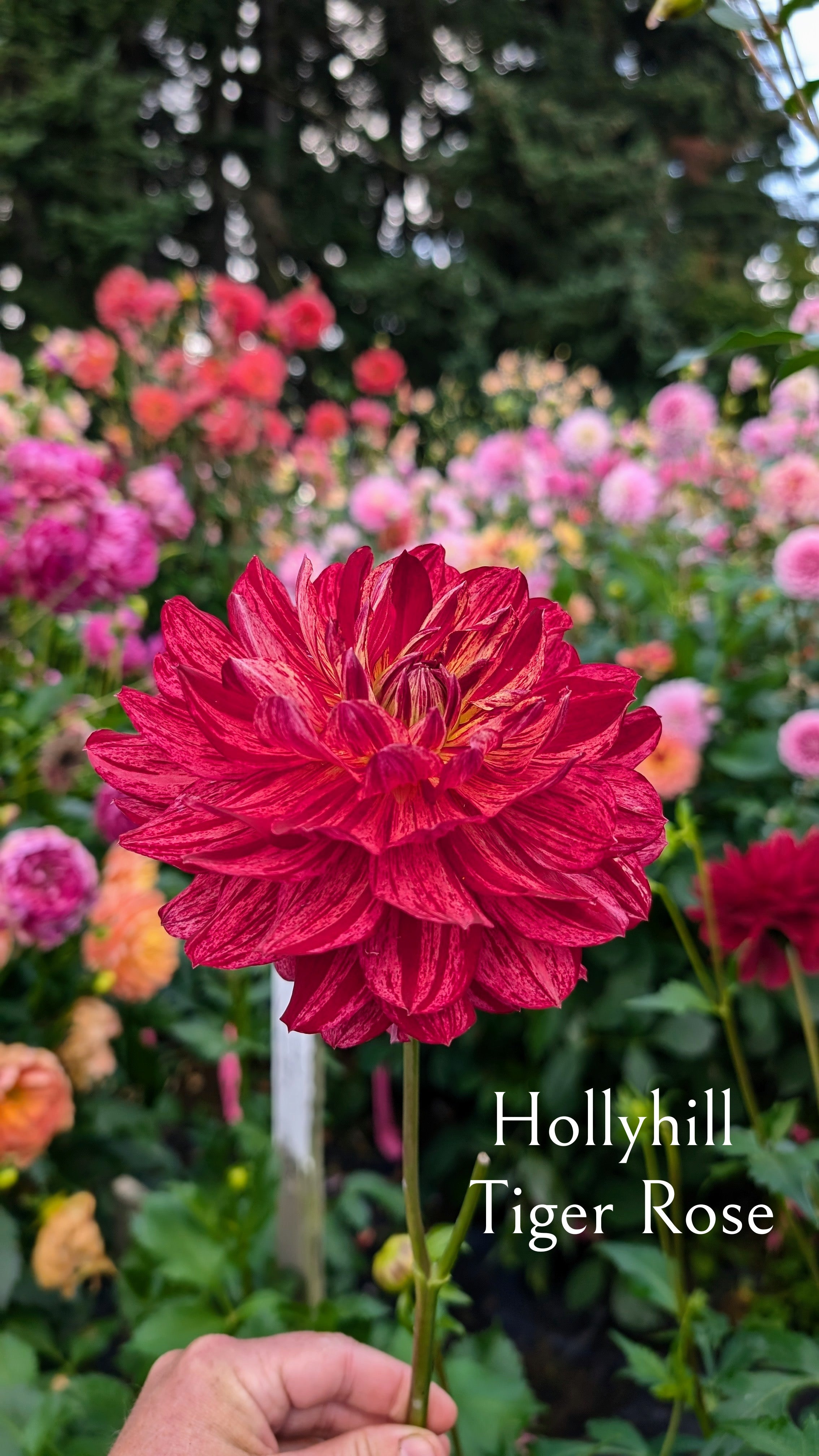 Hollyhill Tiger Rose