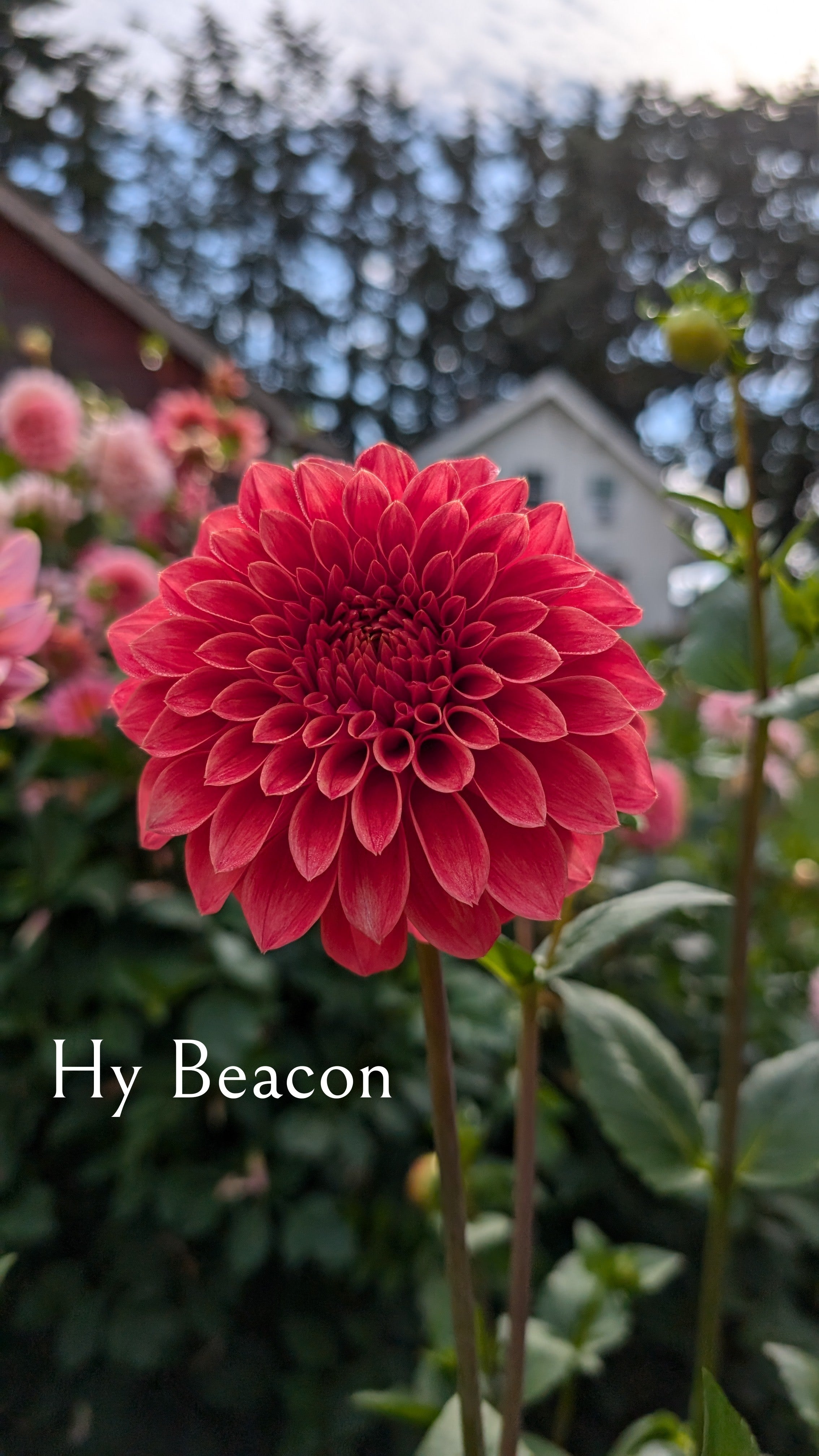 Hy Beacon