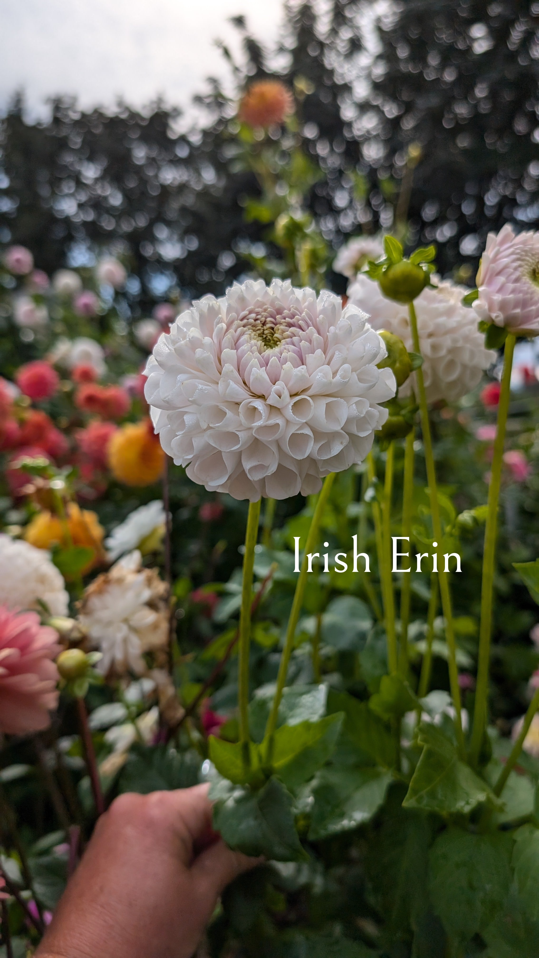 Irish Erin