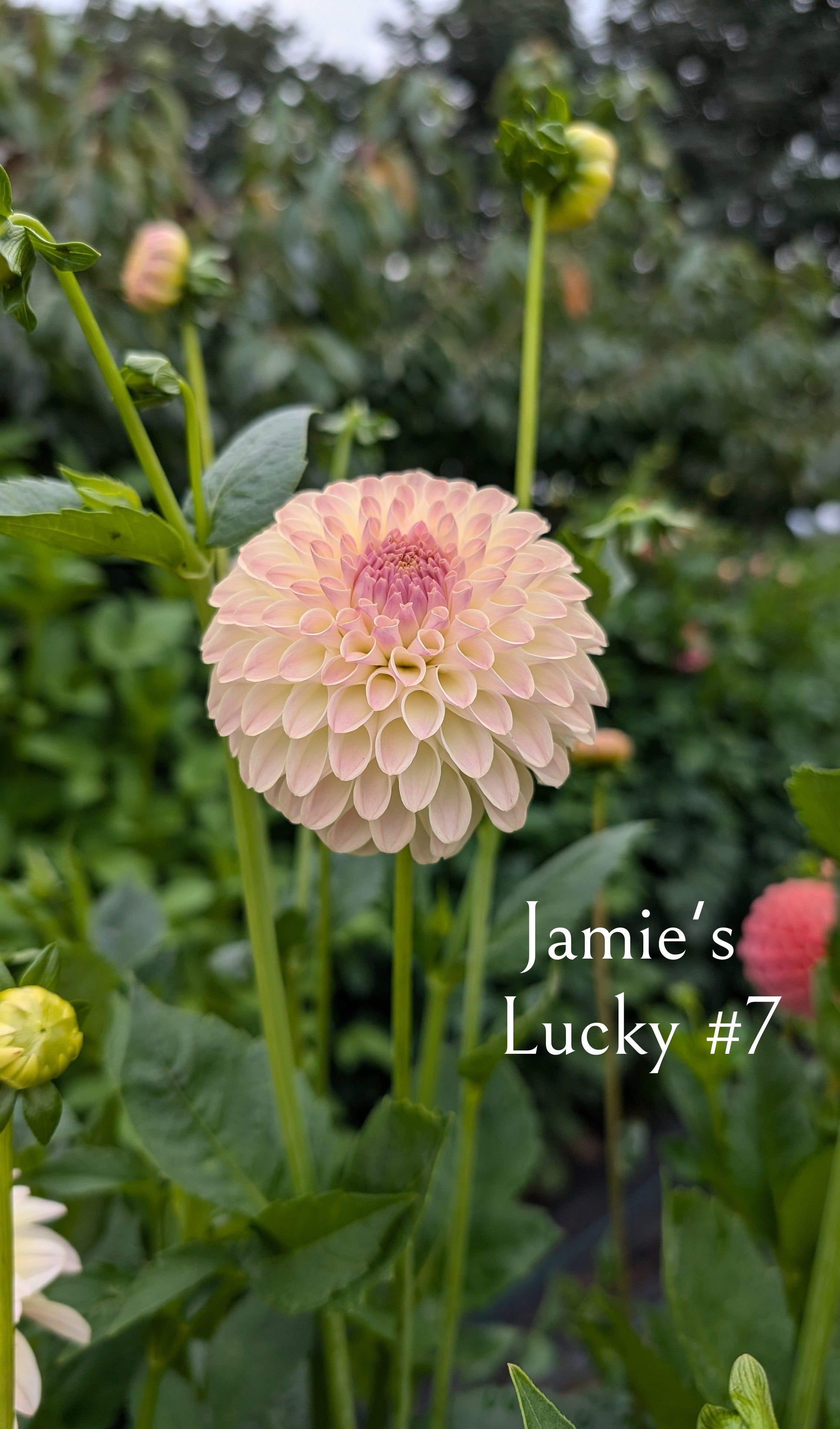 Jamie's Lucky #7