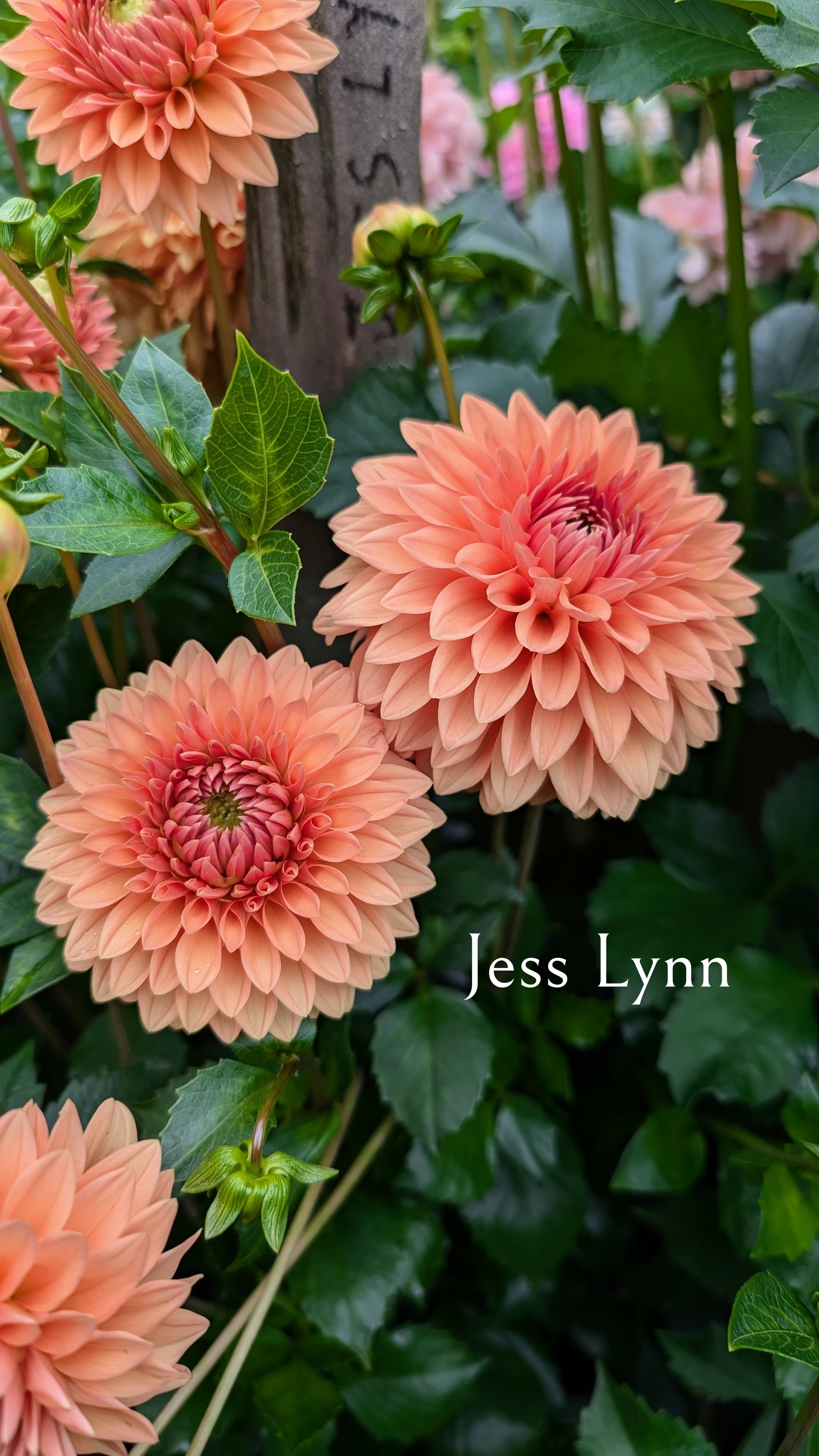 Jess Lynn