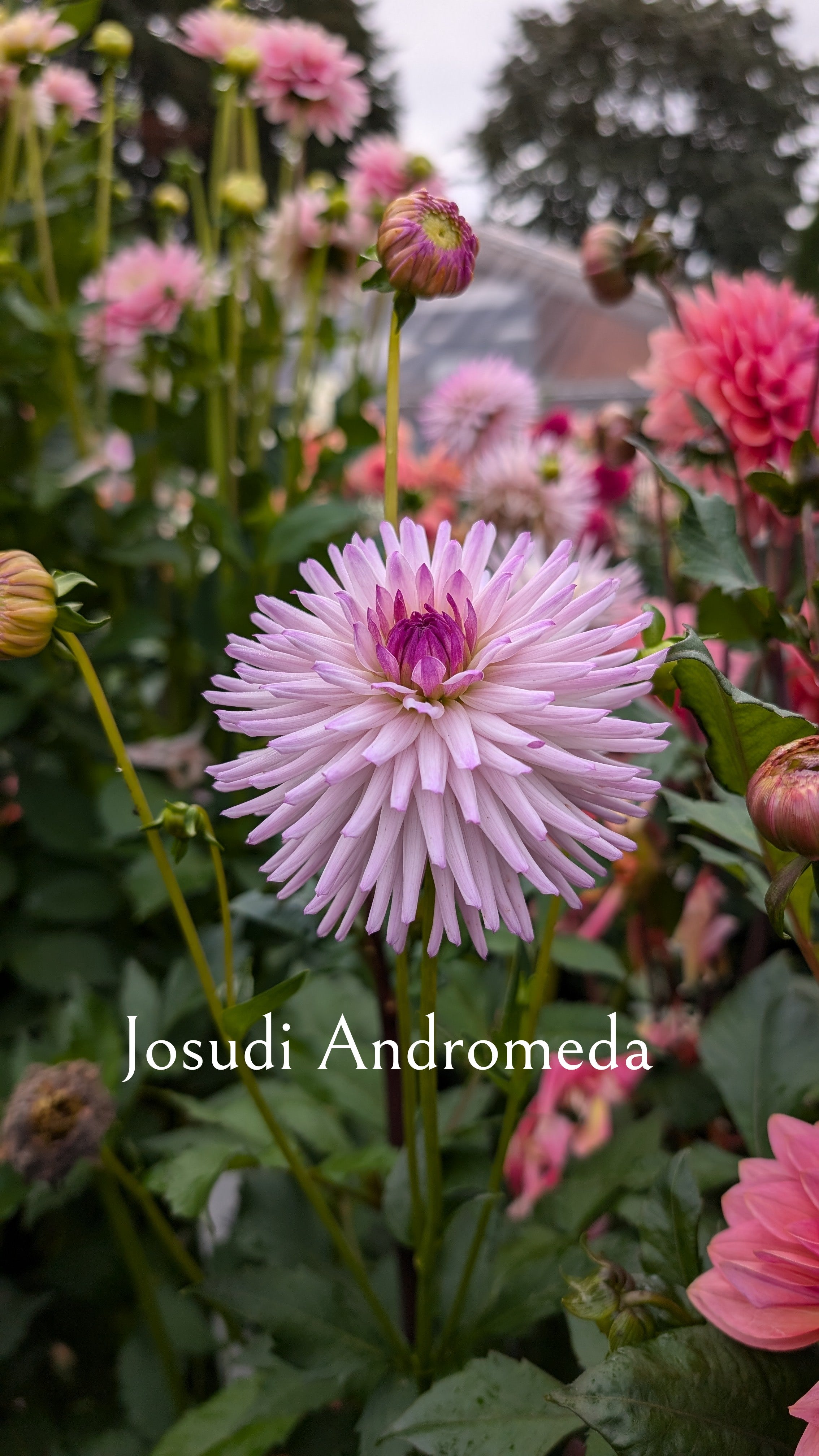 Josudi Andromeda