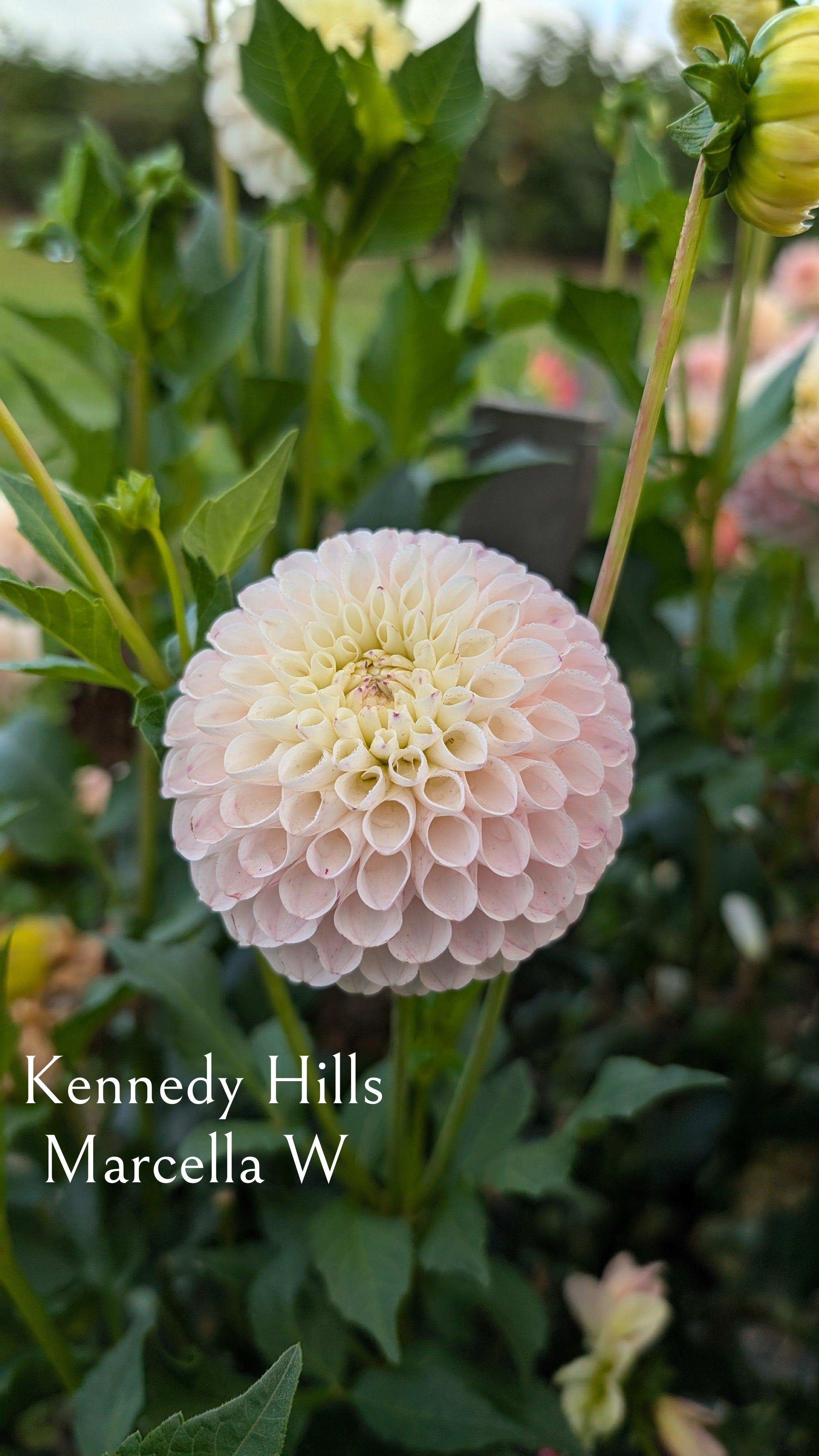 Kennedy Hill Marcella W
