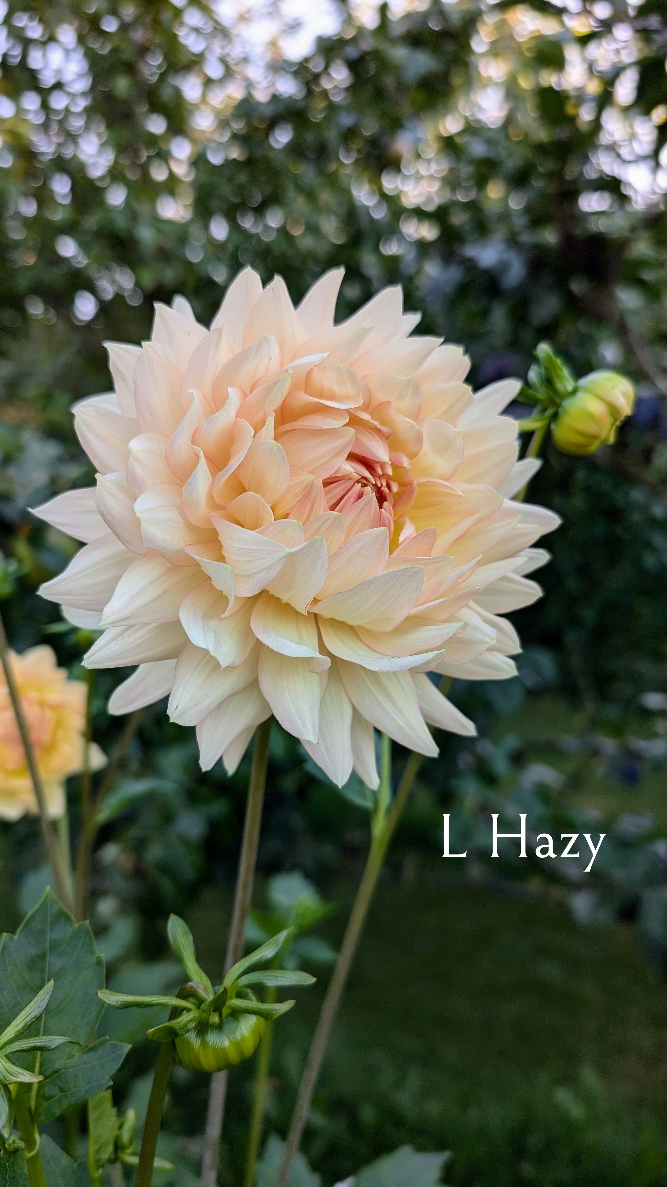 L Hazy