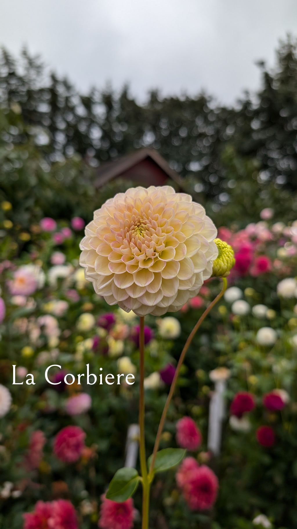 La Corbiere