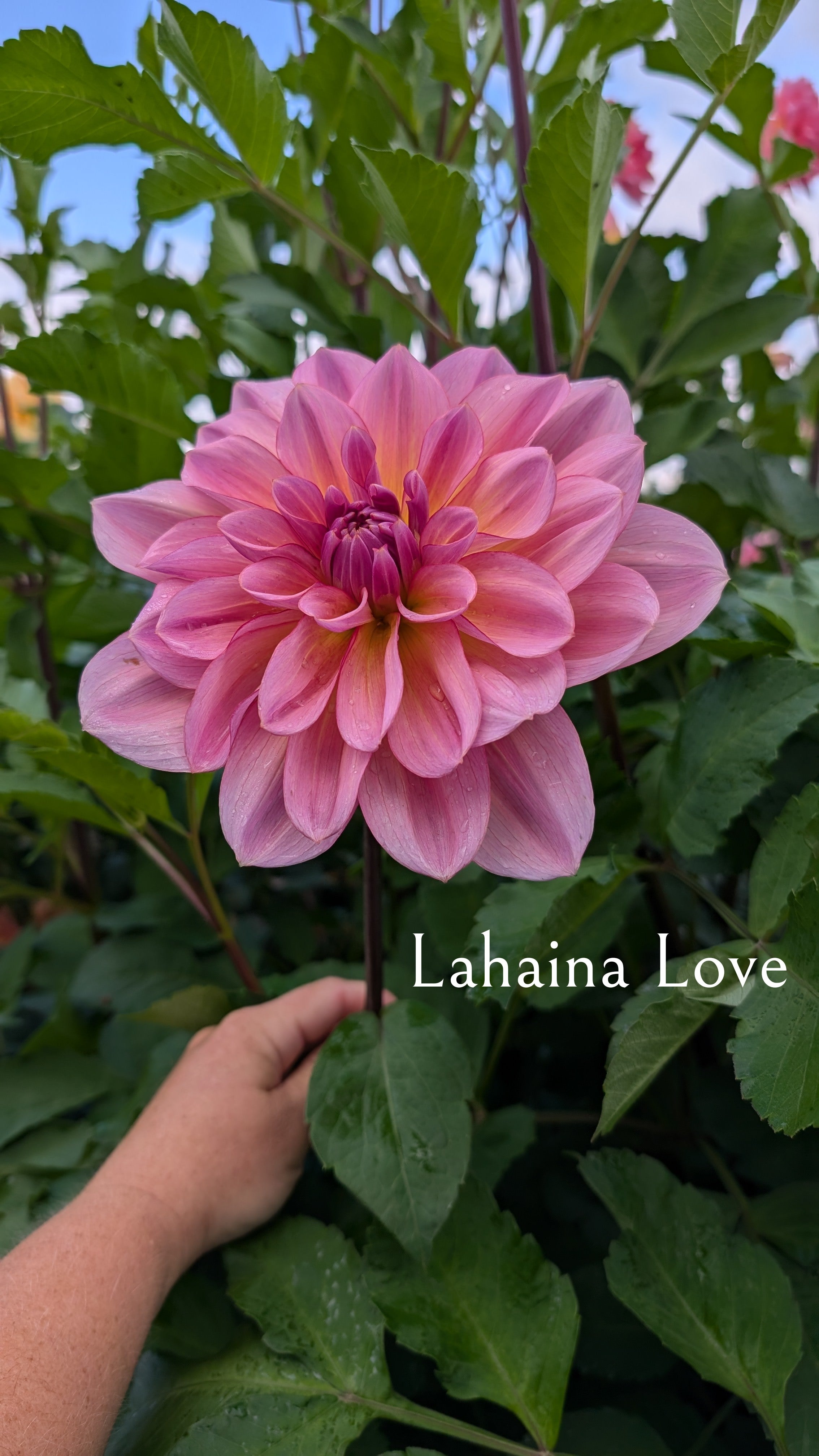 Lahaina Love