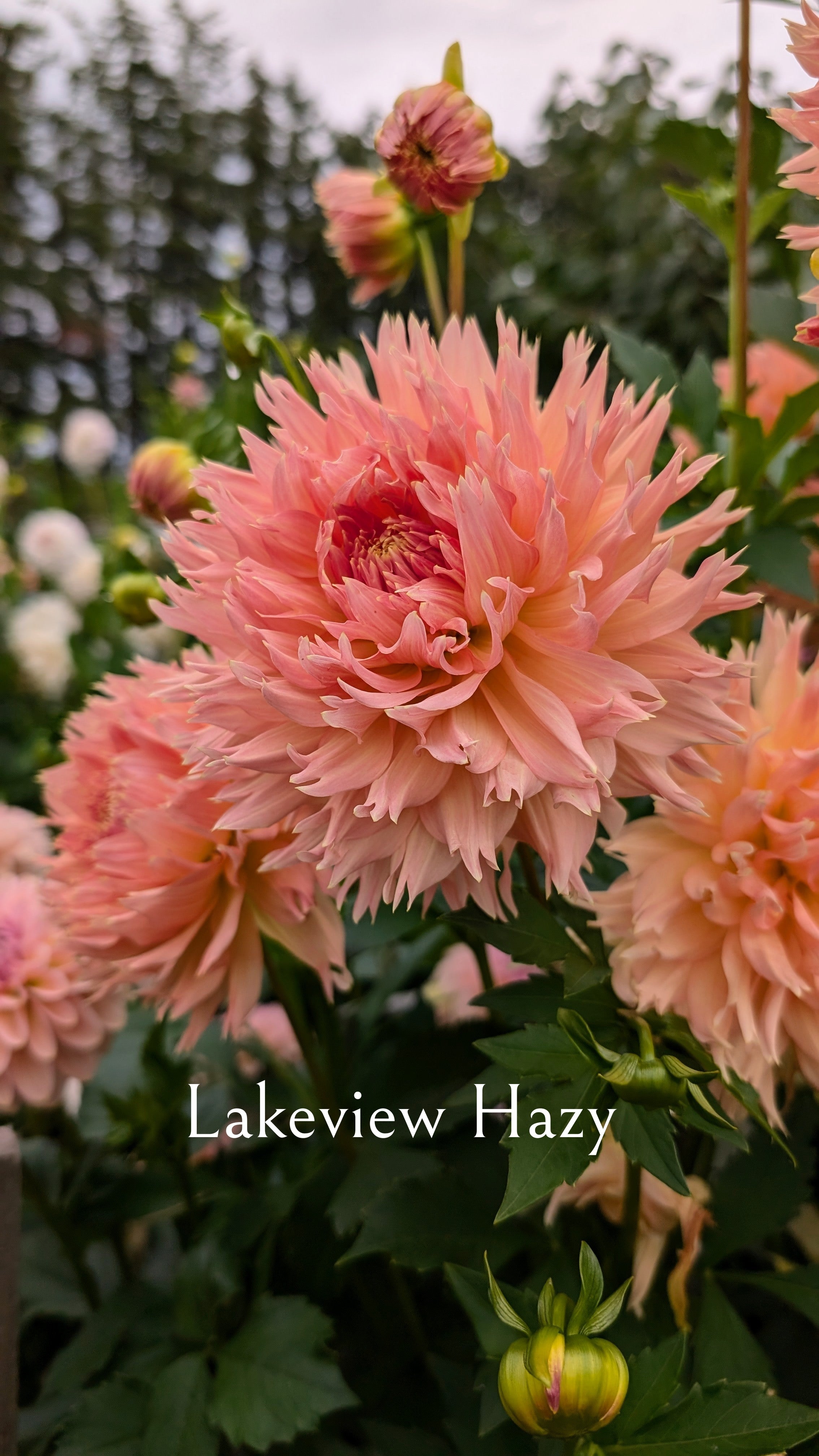 Lakeview Hazy