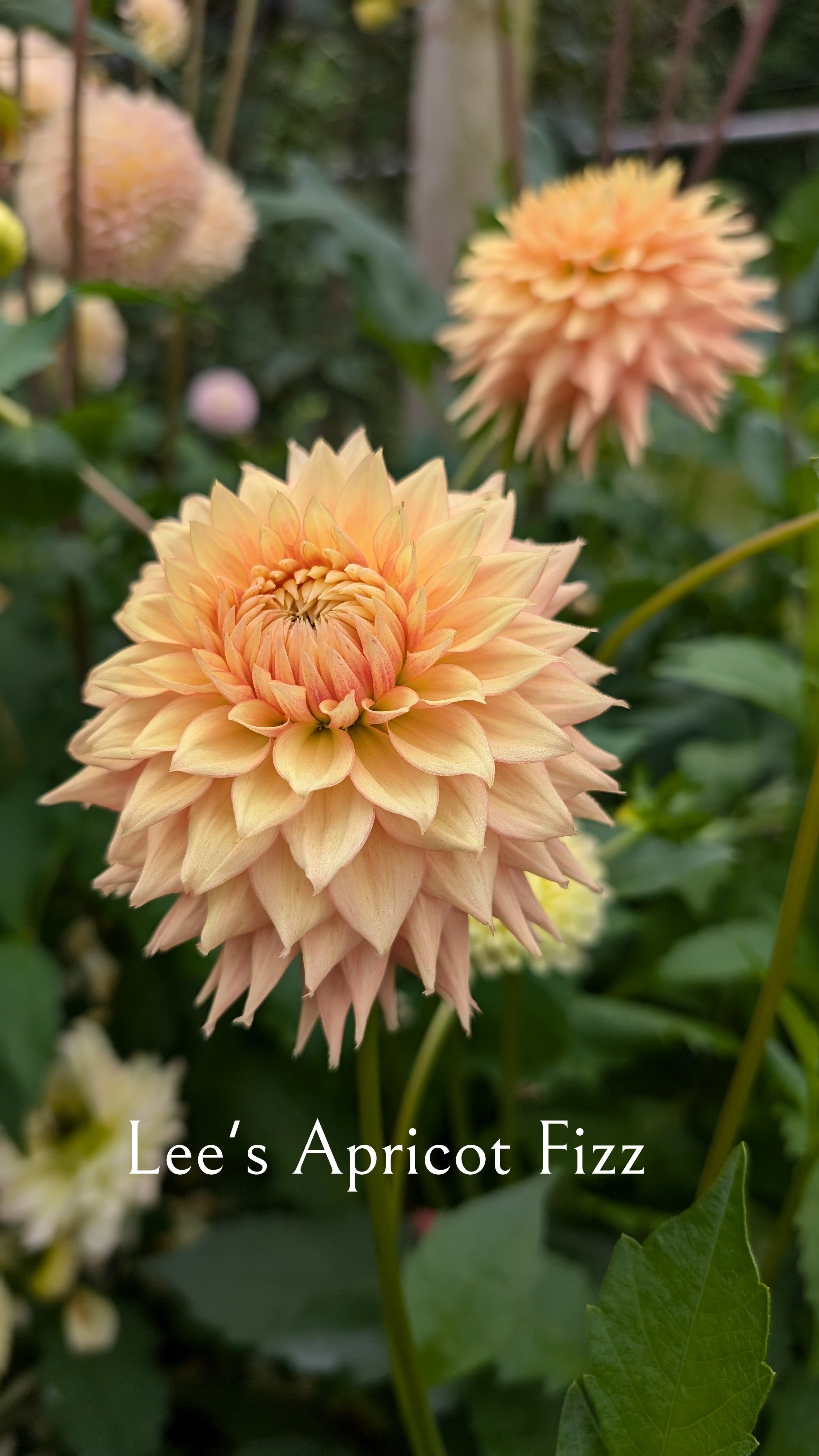 Lee's Apricot Fizz