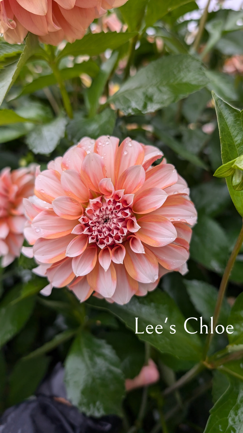 Lee's Chloe