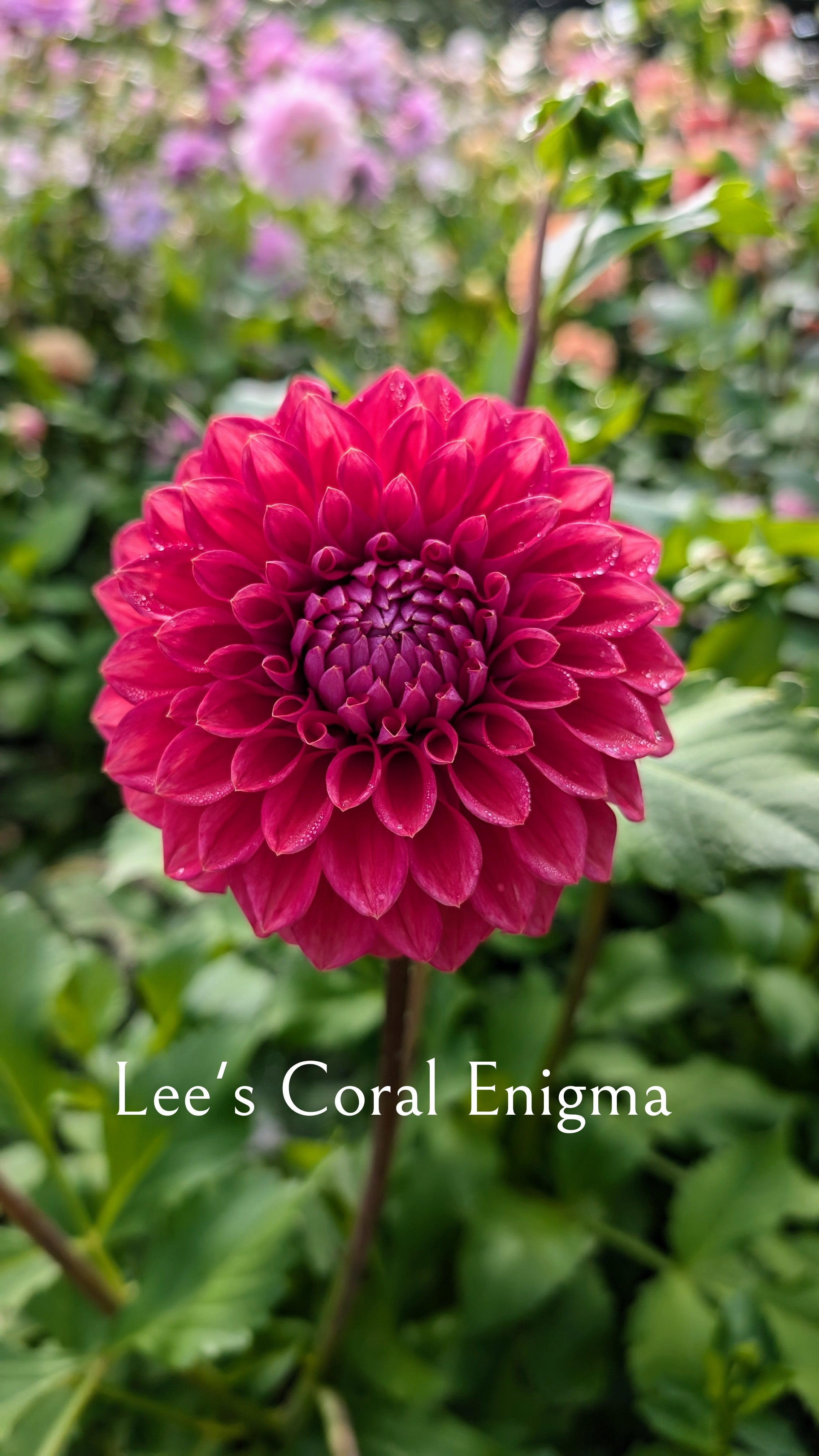 Lee's Coral Enigma