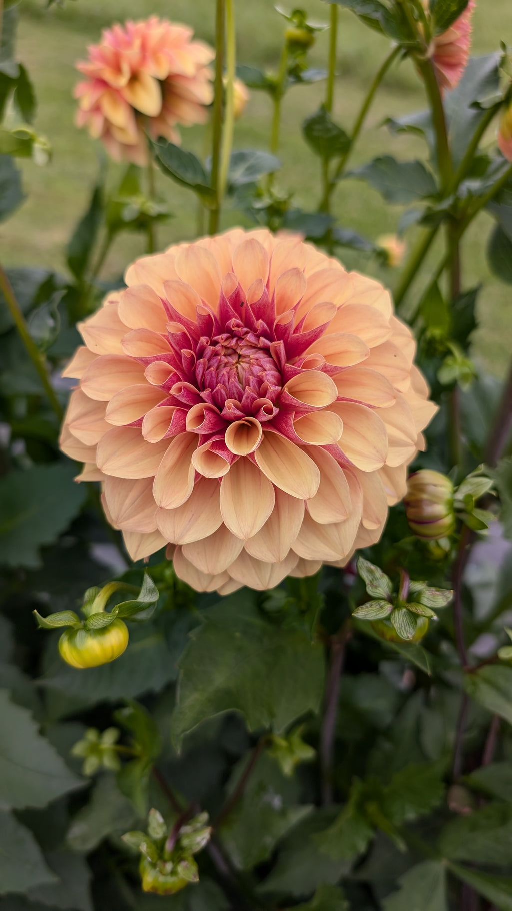 Lee's Golden Raspberry