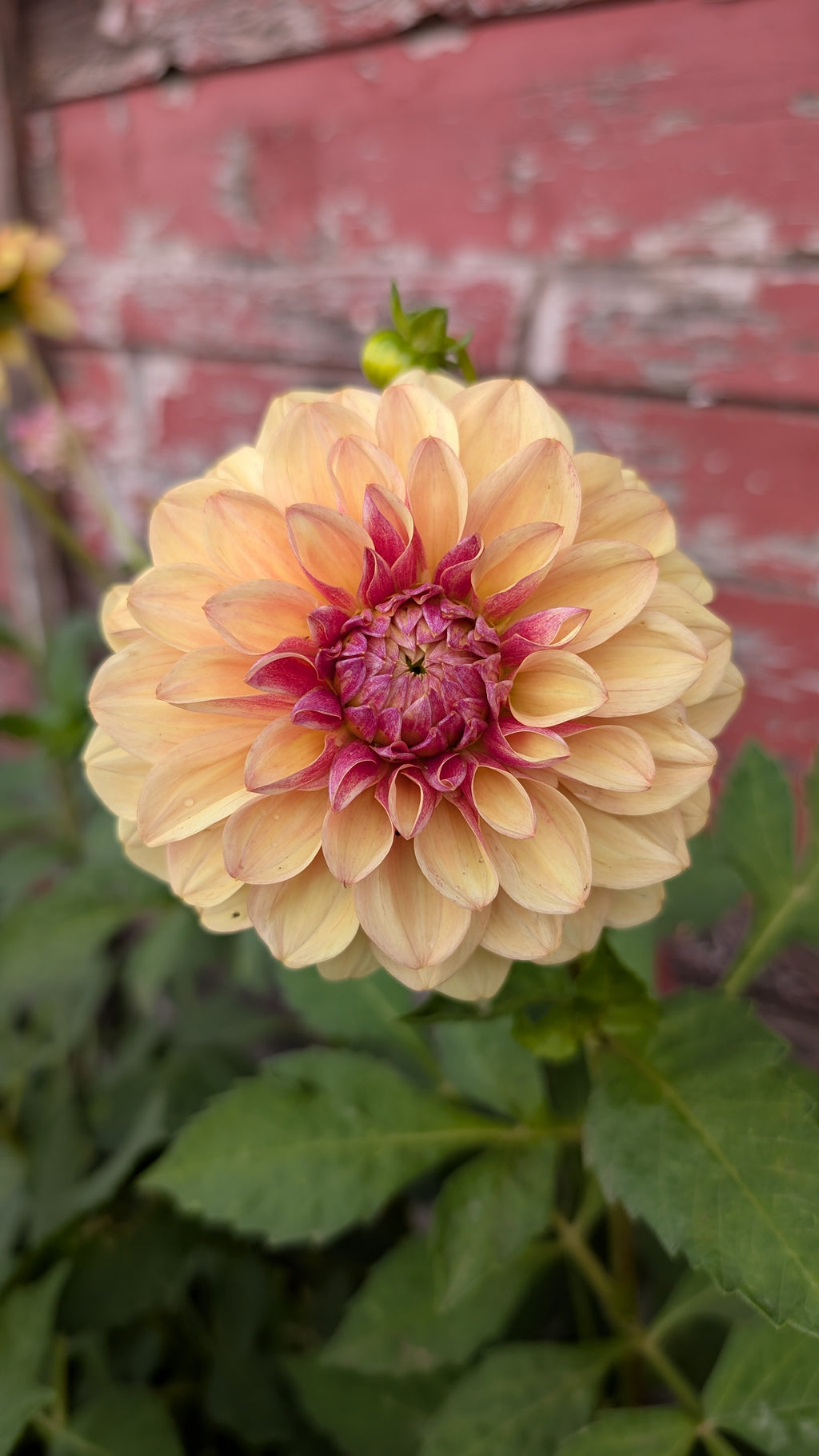Lee's Golden Raspberry