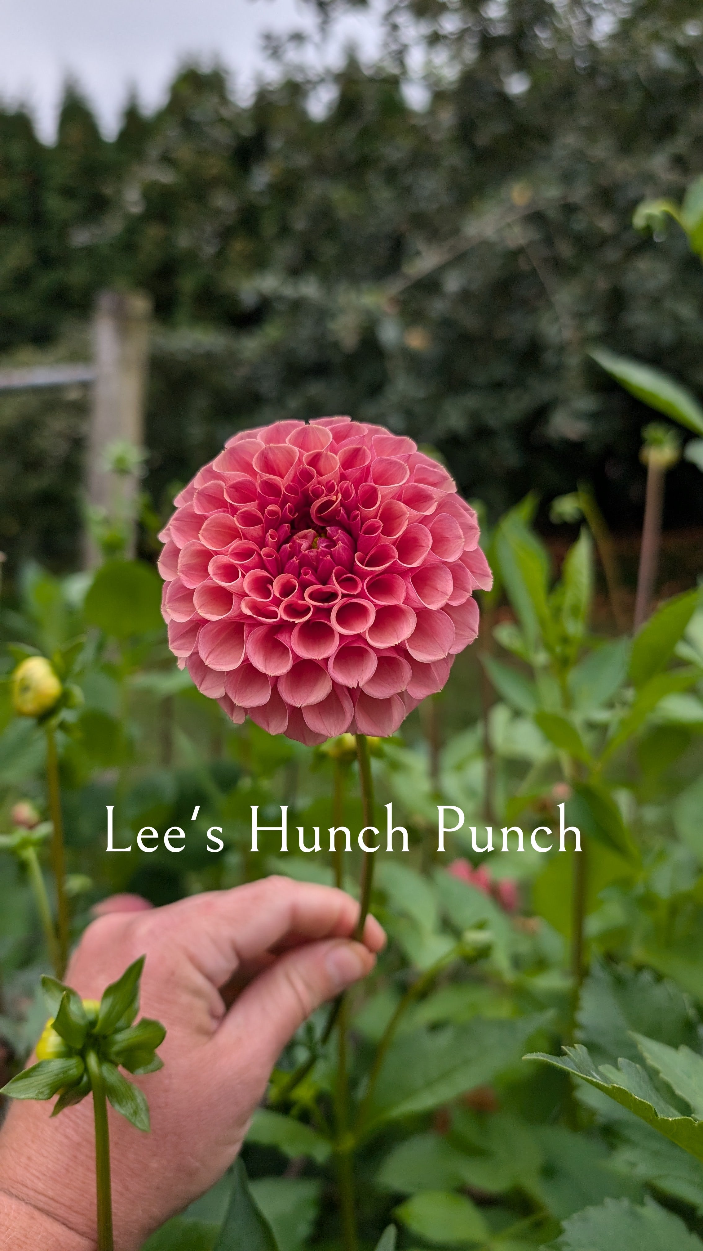 Lee's Hunch Punch