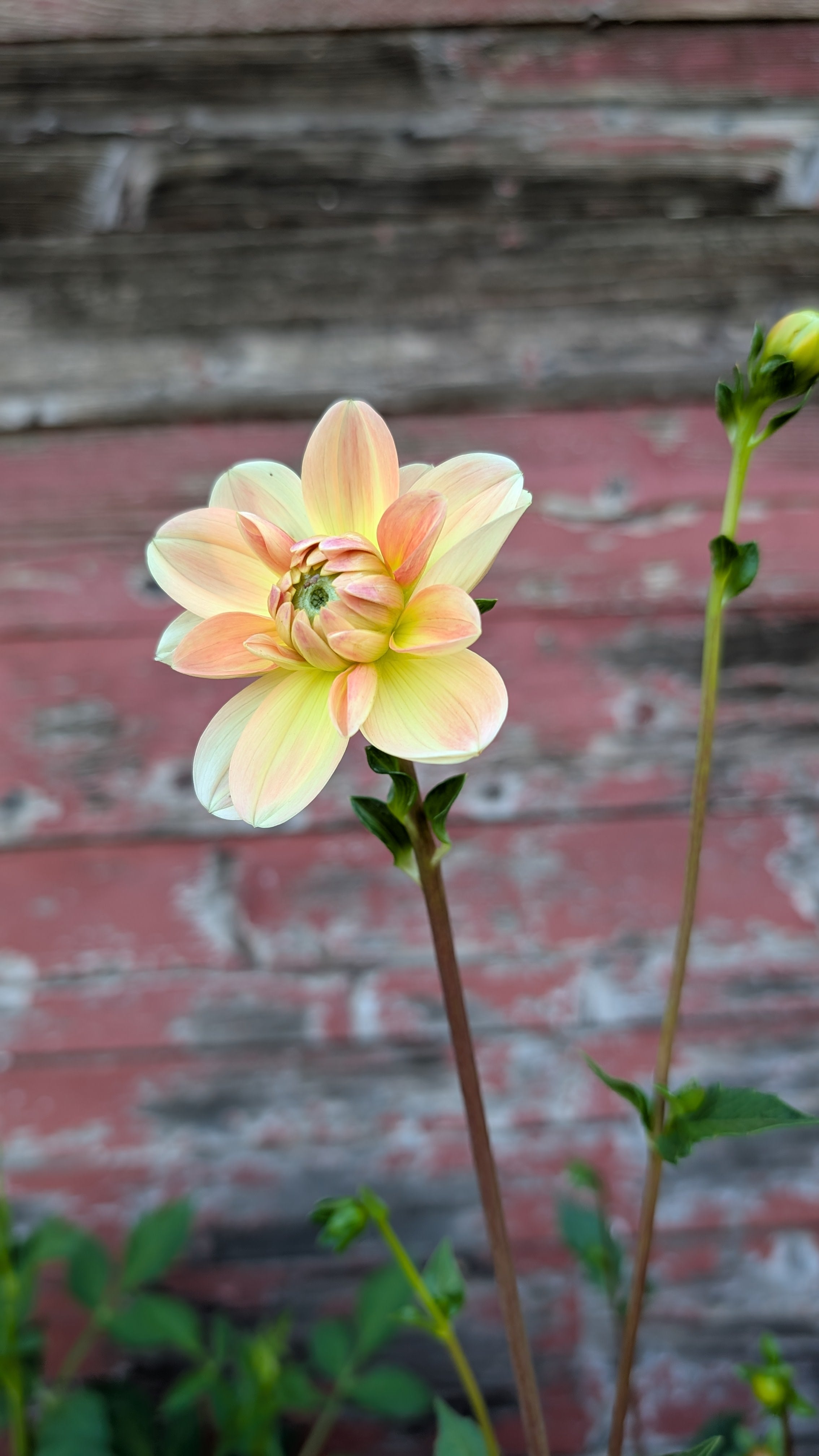 Lee's Jonquil
