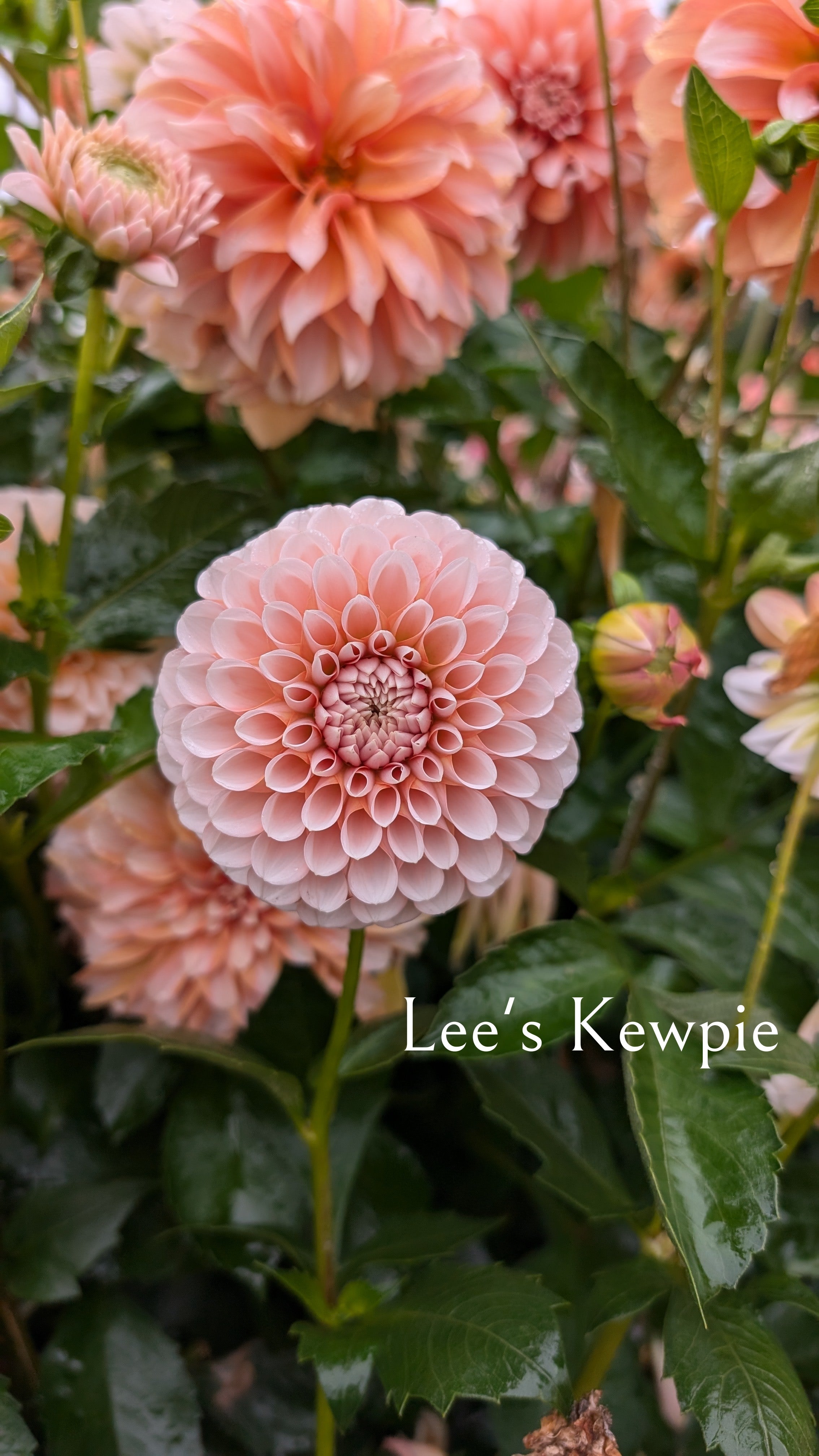 Lee's Kewpie